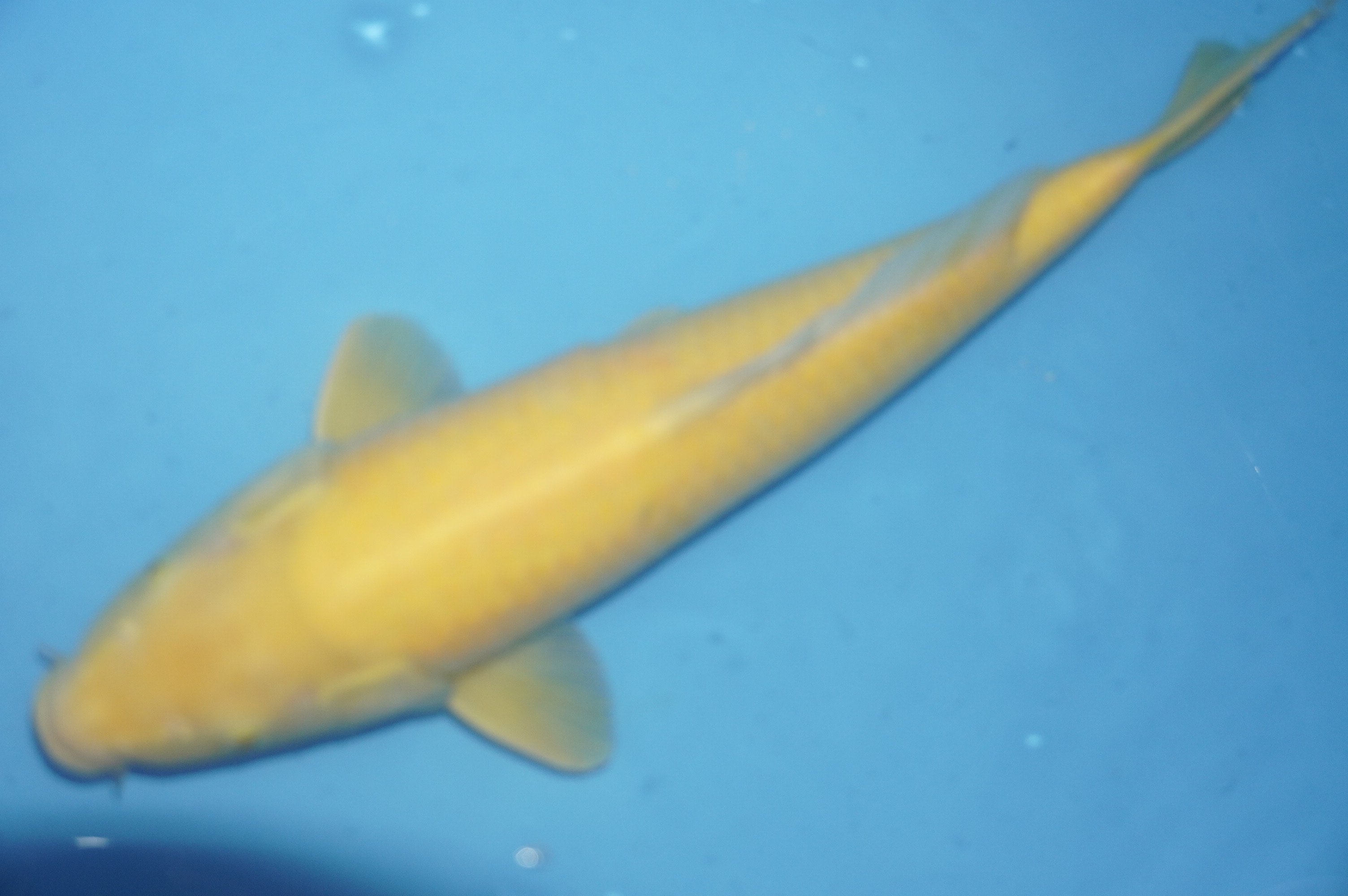 Karashigoi (43cm) von der Nishikigoi Niigata Direct (Japan) IdentNr.: 10193