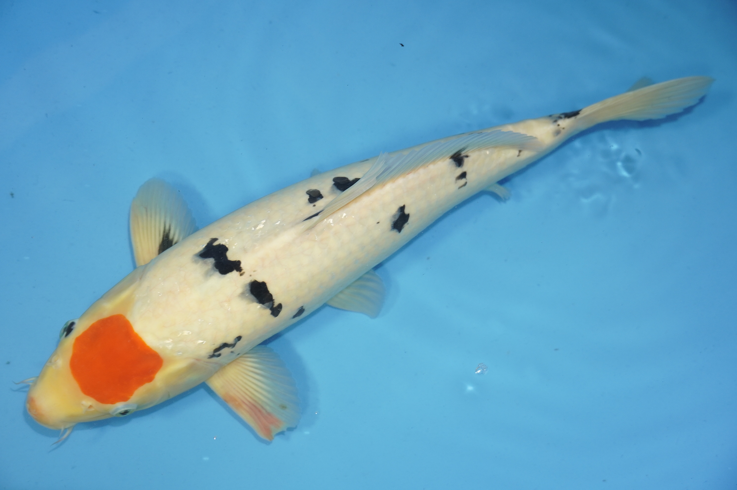 Tancho Sanke (41cm) von der Marusho Koi Farm (Japan) IdentNr.: 10023