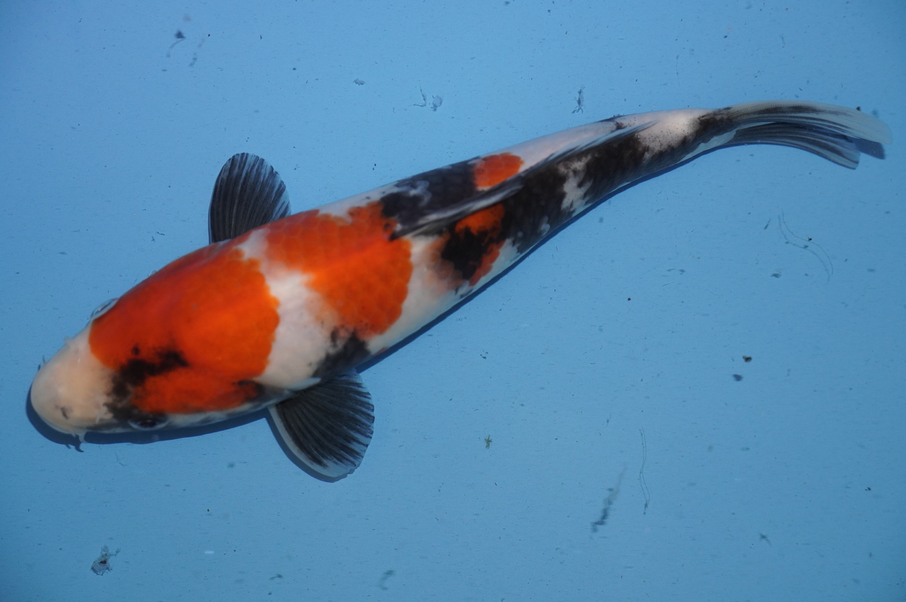 Showa (24cm) von der Yoshino Koi Farm (Japan) IdentNr.: 10060