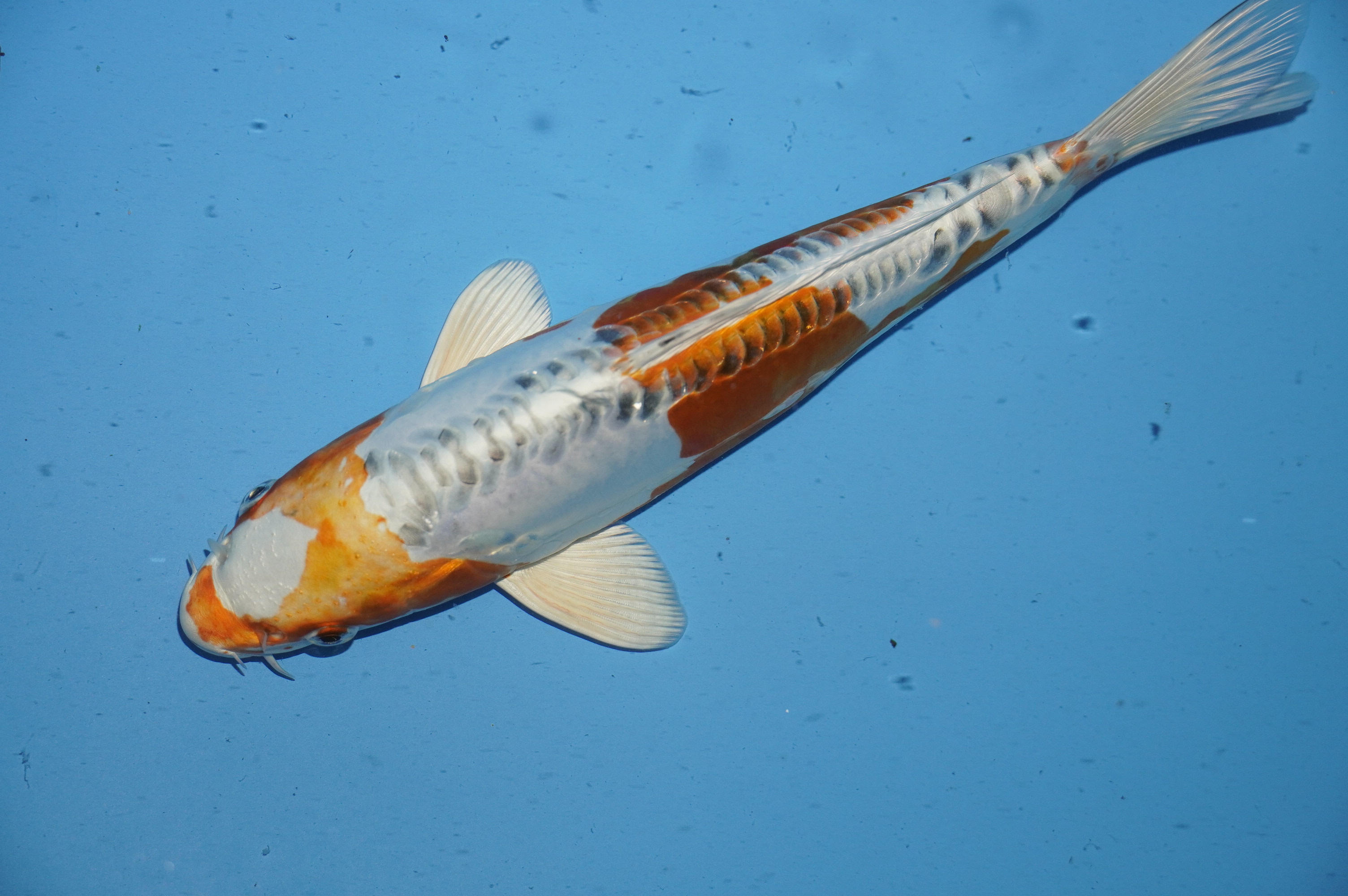 Doitsu Kujaku (26cm) von der Oofuchi Koi Farm (Japan) IdentNr.: 10046