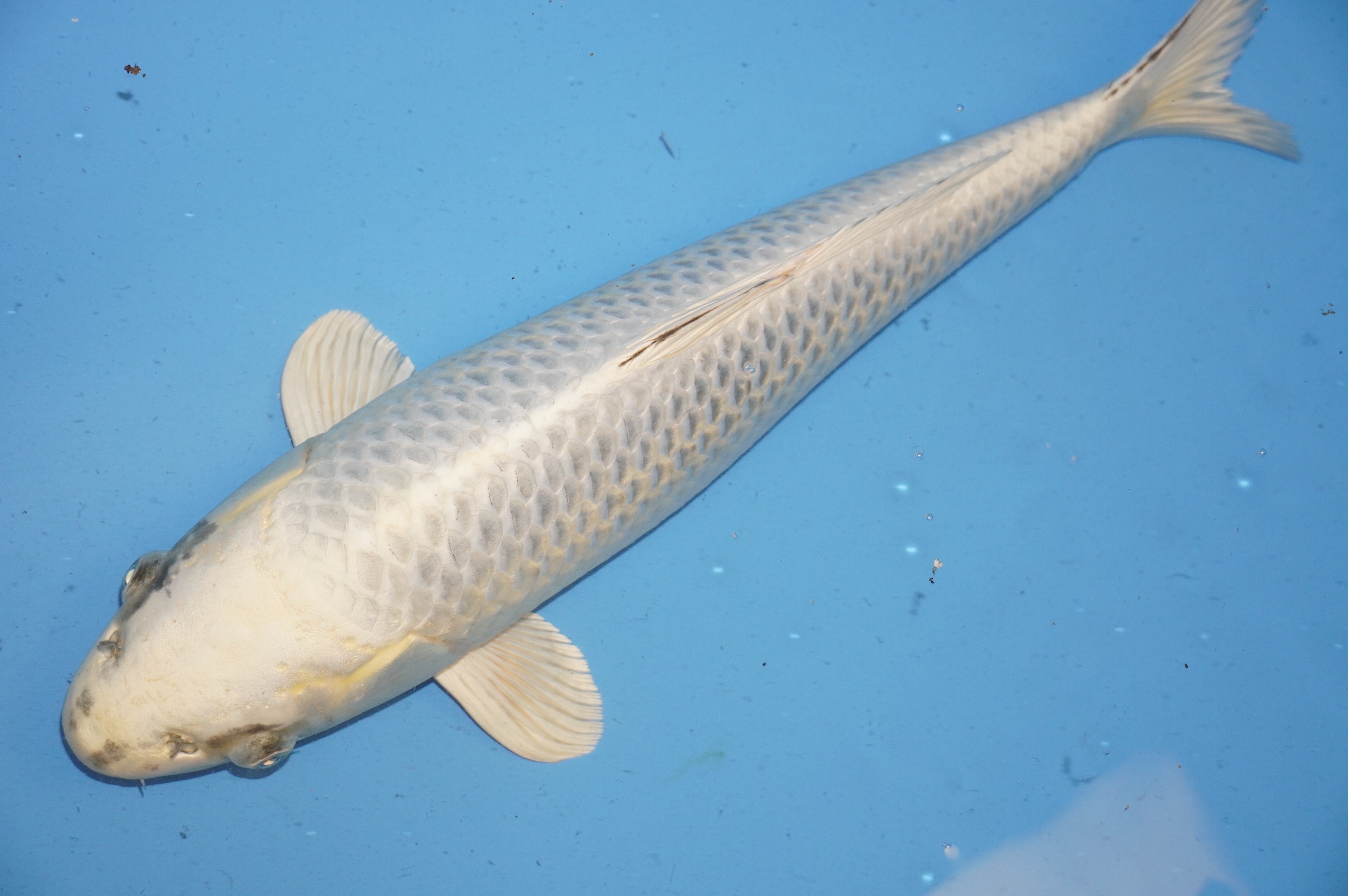 Gin Matsuba (52cm) von der Sakazume Koi Farm (Japan) IdentNr.: 9168