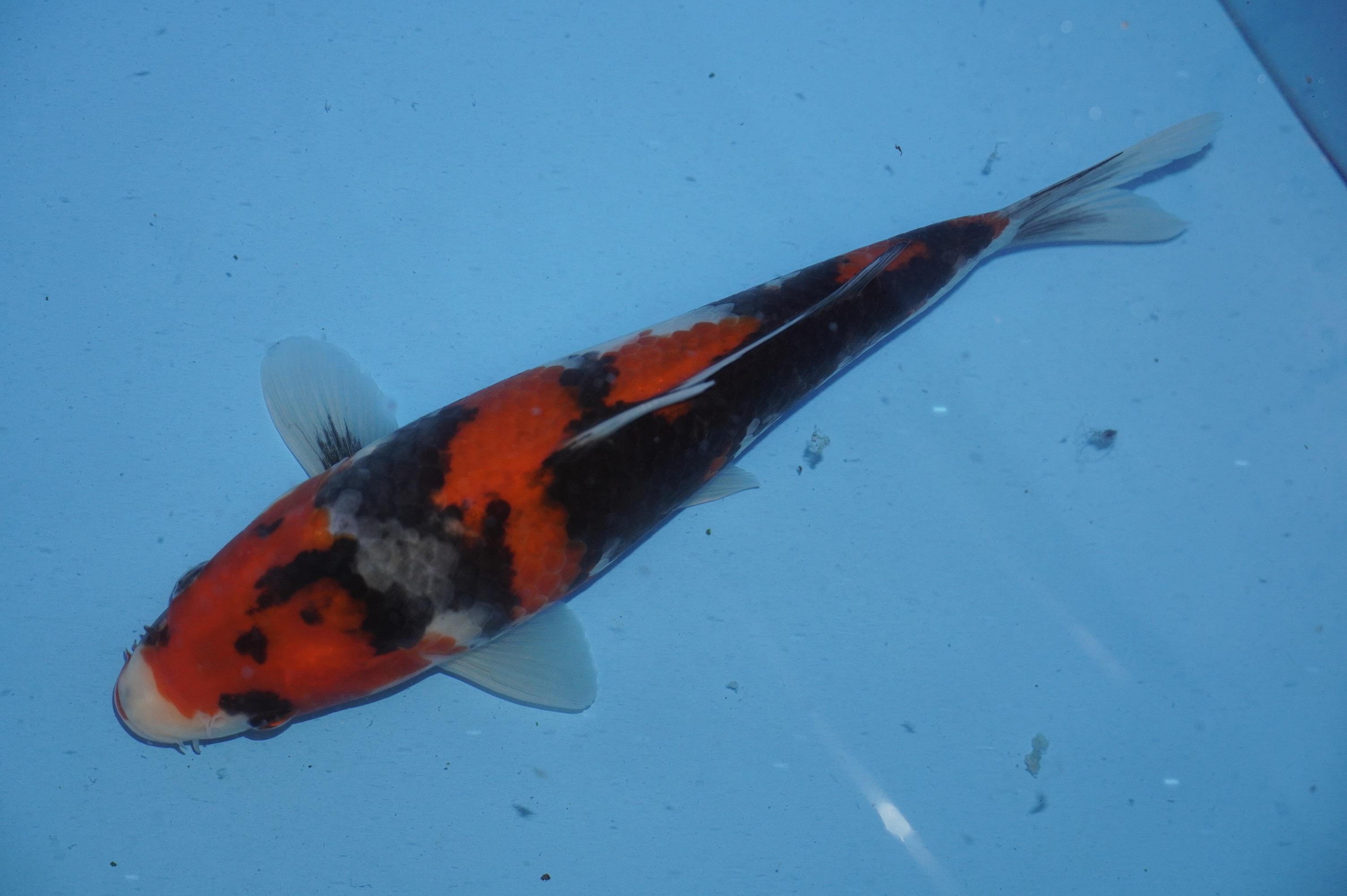 Showa (22cm) von der Yoshino Koi Farm (Japan) IdentNr.: 10064