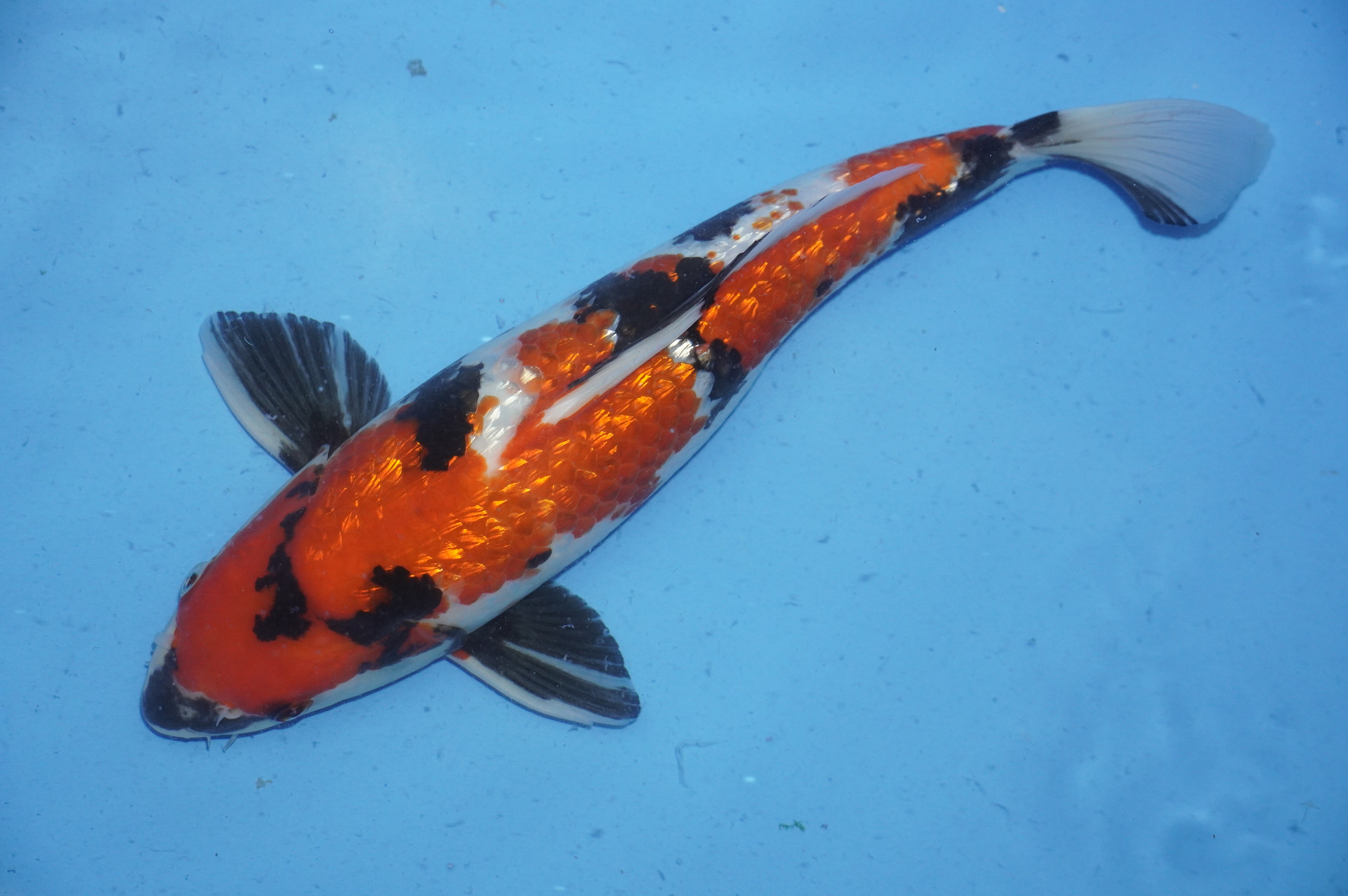 Gin Rin Showa (37cm) von der Miyako Koifarm (Japan) IdentNr.: 9902