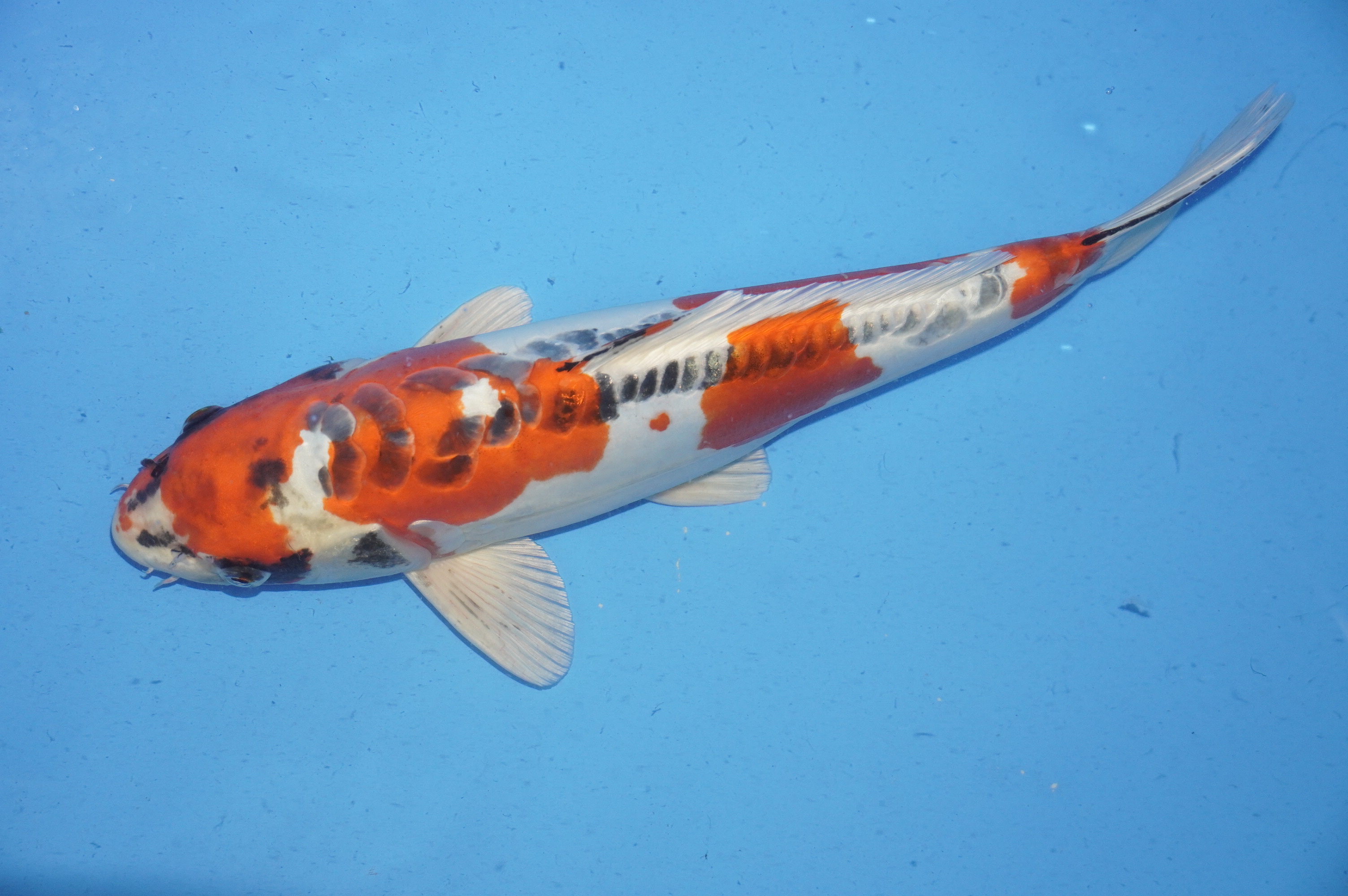 Doitsu Kujaku (37cm) von der Ozumi Ikarashi Koi Farm (Japan) IdentNr.: 9945