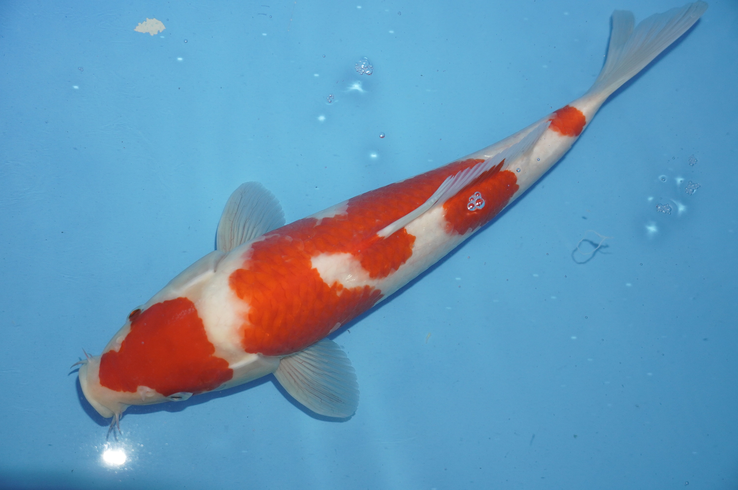 Kohaku (35cm) von der Marusei Koi Farm (Hirasawa) (Japan) IdentNr.: 10151
