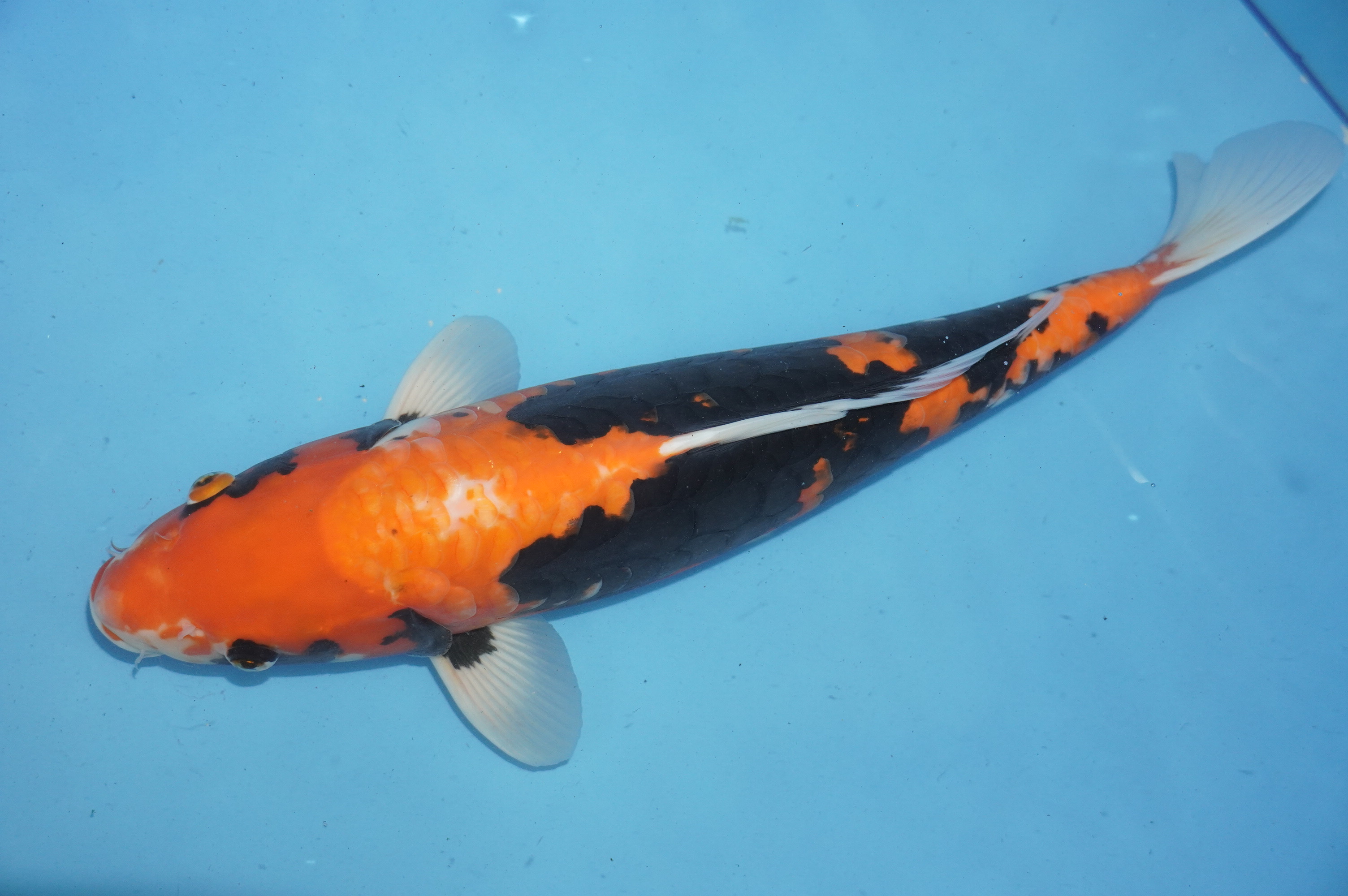 Beni Kumonryu (41cm) von der Igarashi Koi Farm (Japan) IdentNr.: 10139