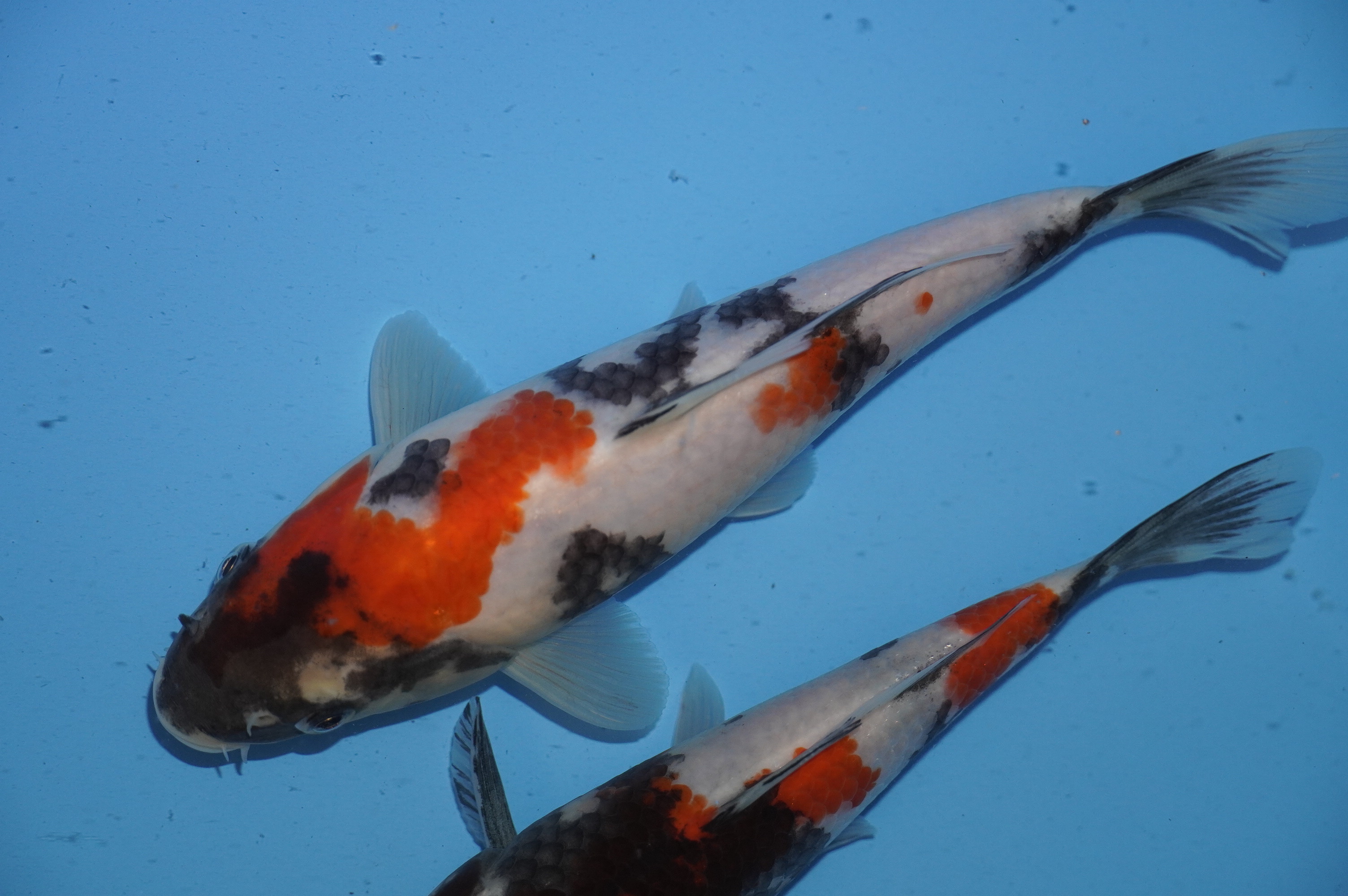 Showa (22cm) von der Yoshino Koi Farm (Japan) IdentNr.: 10055