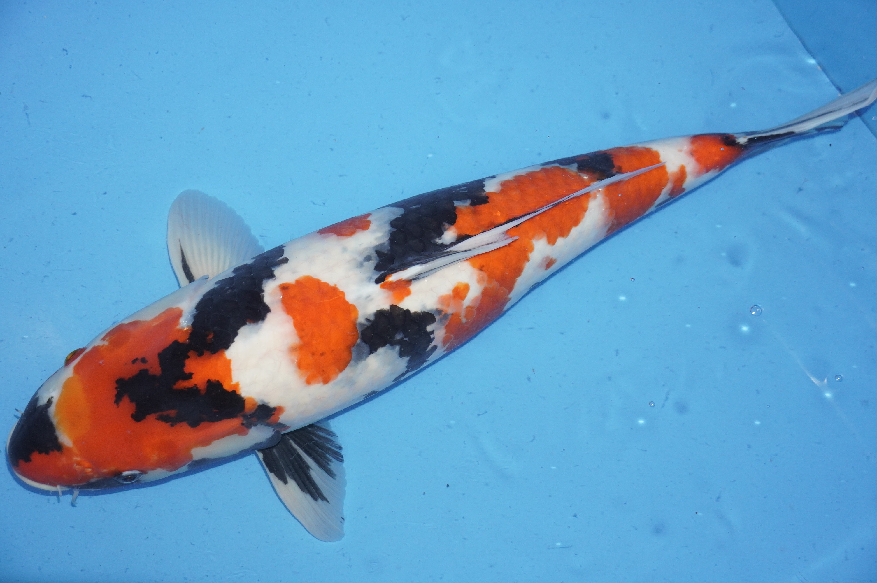 Showa (55cm) von der Oofuchi Koi Farm (Japan) IdentNr.: 9890