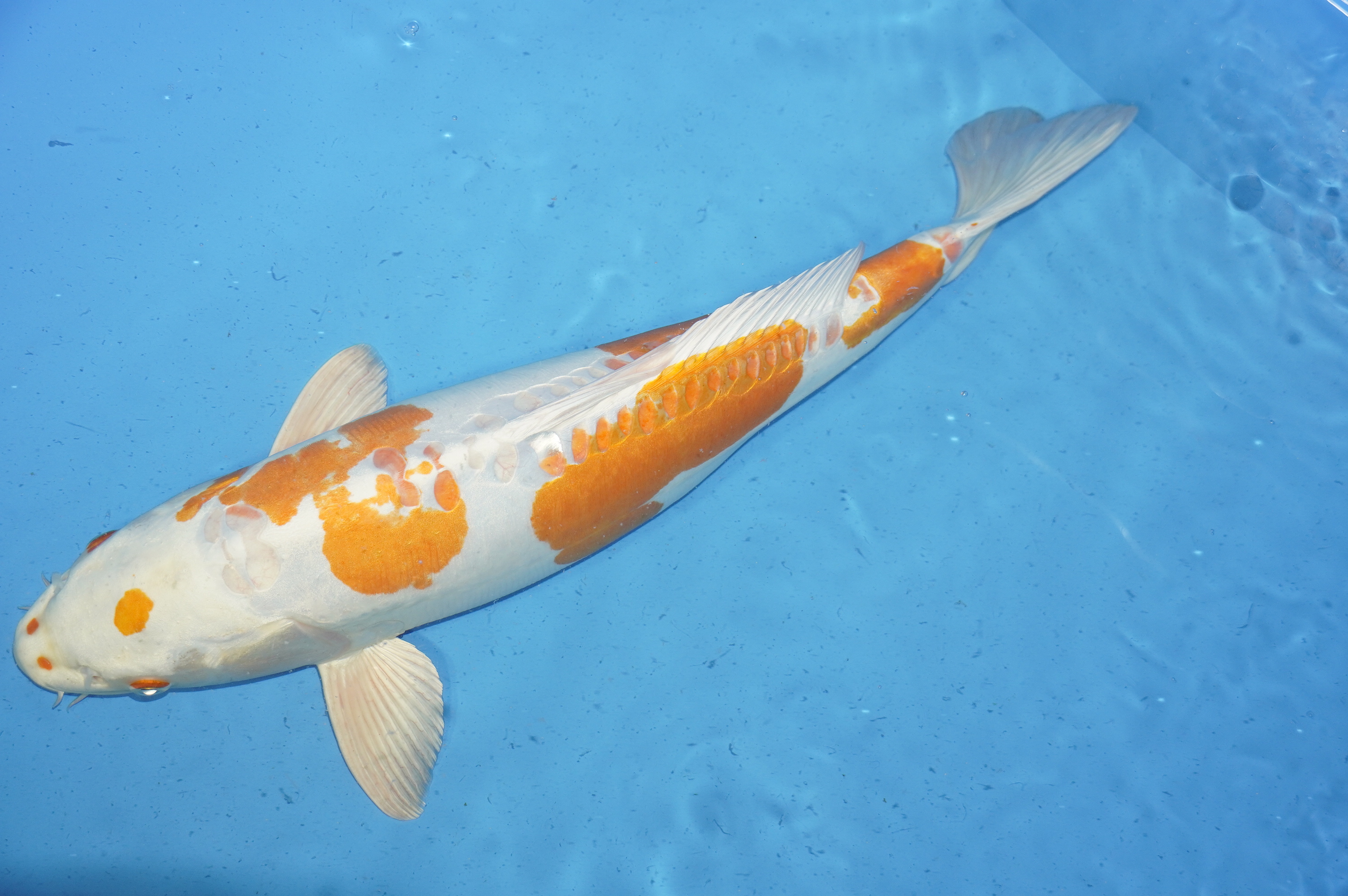 Doitsu Orange Hariwake (55cm) von der Oofuchi Koi Farm (Japan) IdentNr.: 9891