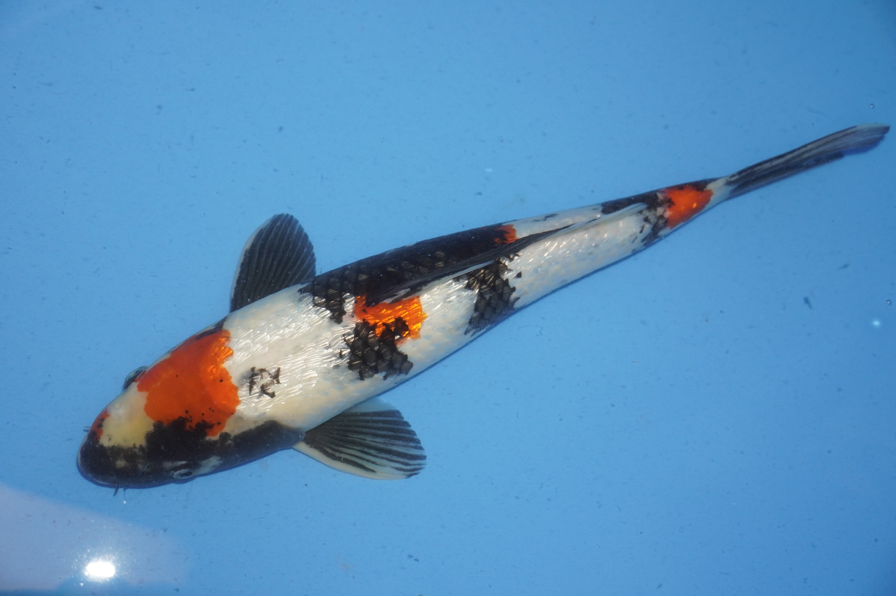 Gin Rin Showa (42cm) von der Koda Koifarm (Japan) IdentNr.: 9366