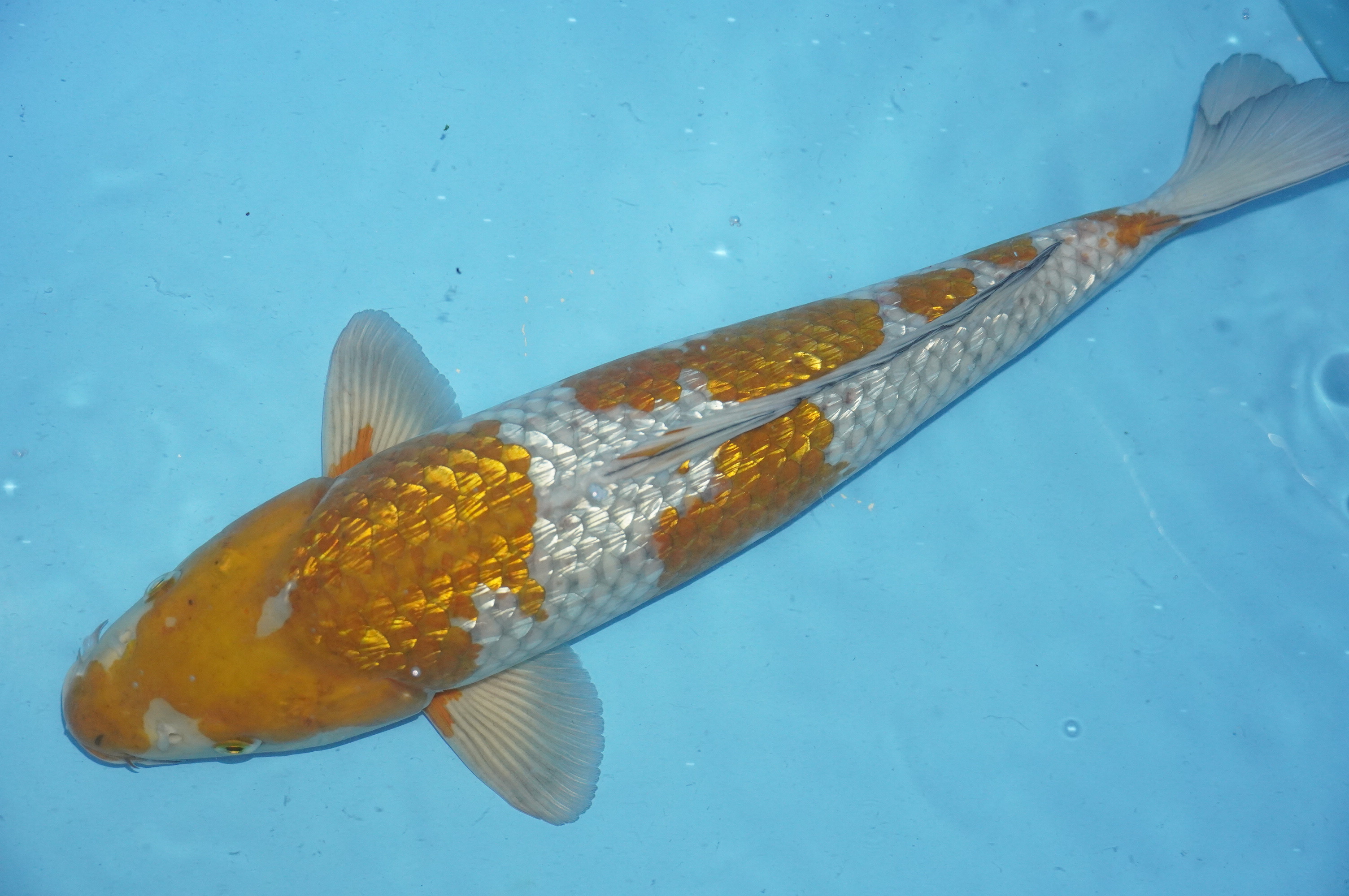 Gin Rin Ochiba Shigure (48cm) von der Yamasan Koi Farm (Yamazaki) (Japan) IdentNr.: 10273