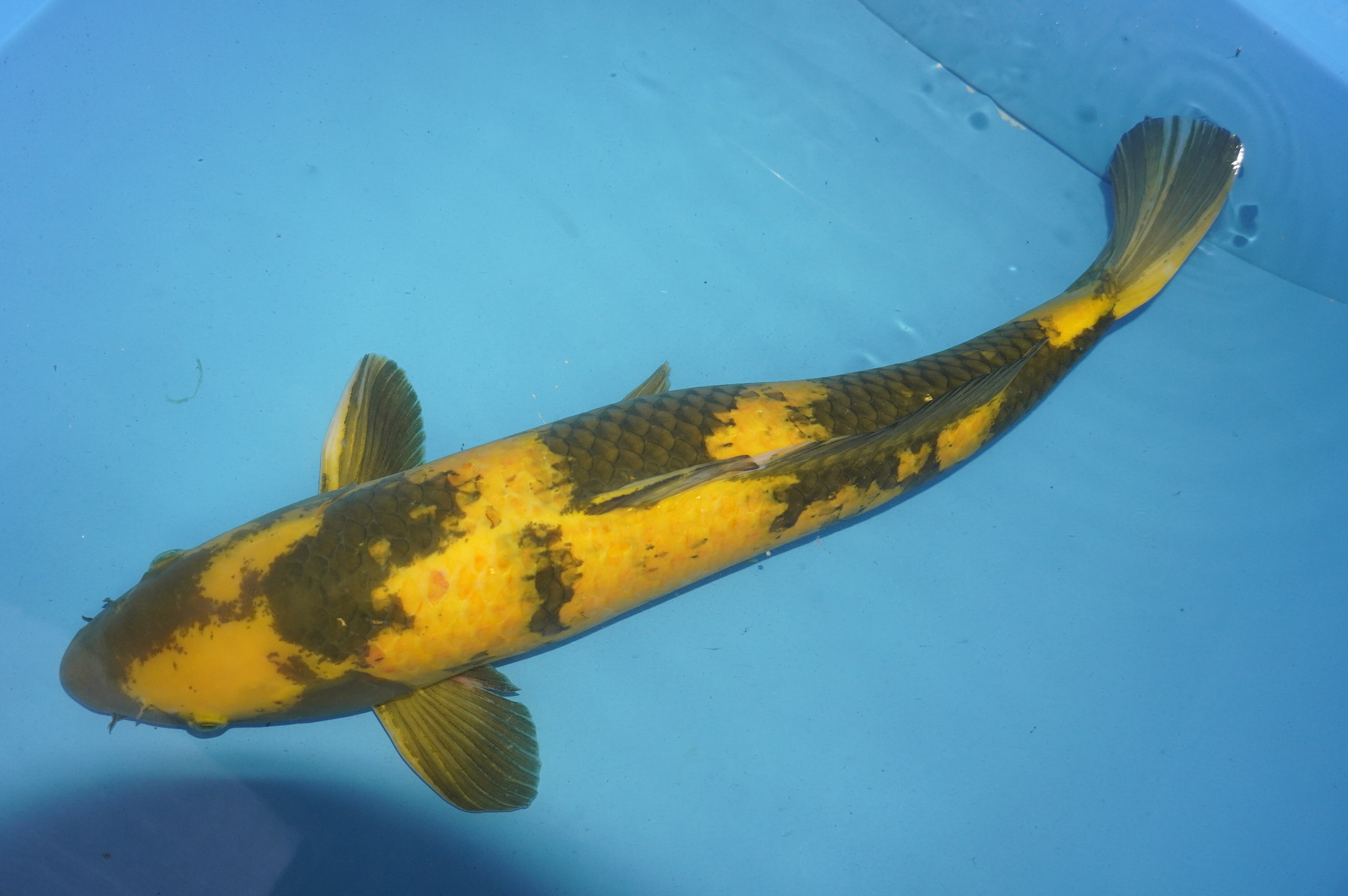 Ki Utsuri (63cm) von der Maruhiro Koi Farm (Japan) IdentNr.: 10074