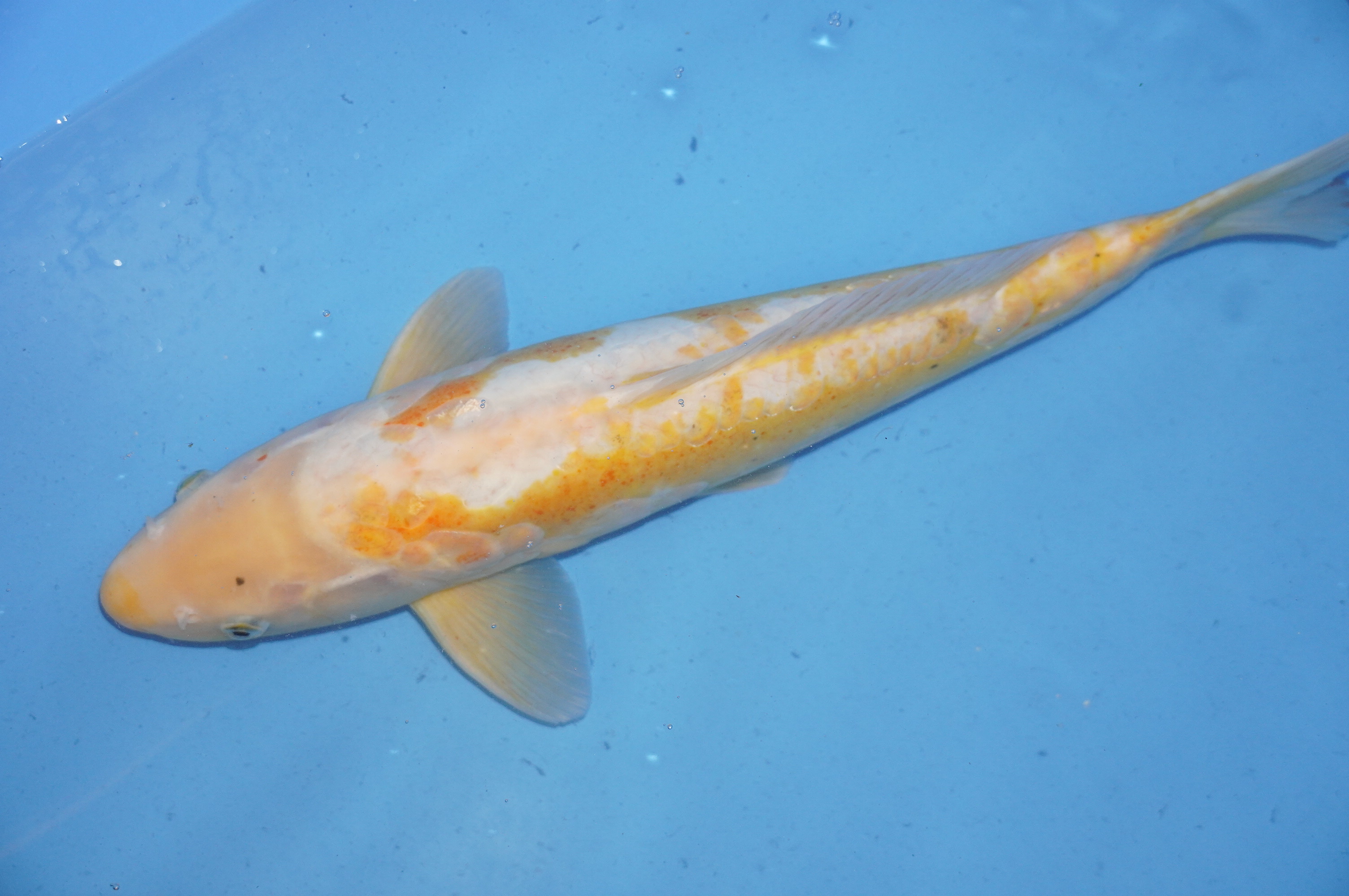 Ki Shusui (47cm) von der Maruhiro Koi Farm (Japan) IdentNr.: 8528