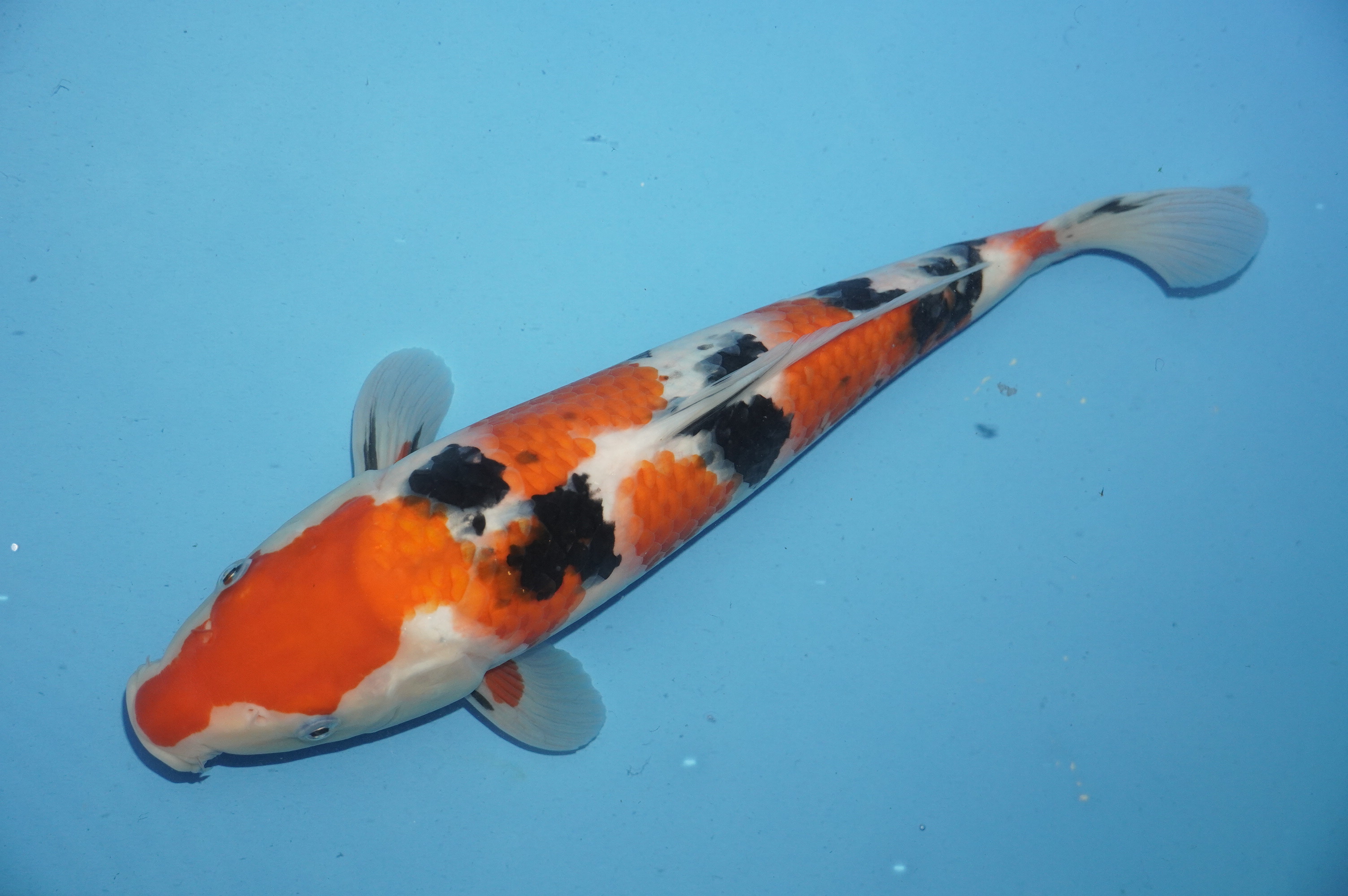 Sanke (36cm) von der Miyako Koifarm (Japan) IdentNr.: 10208