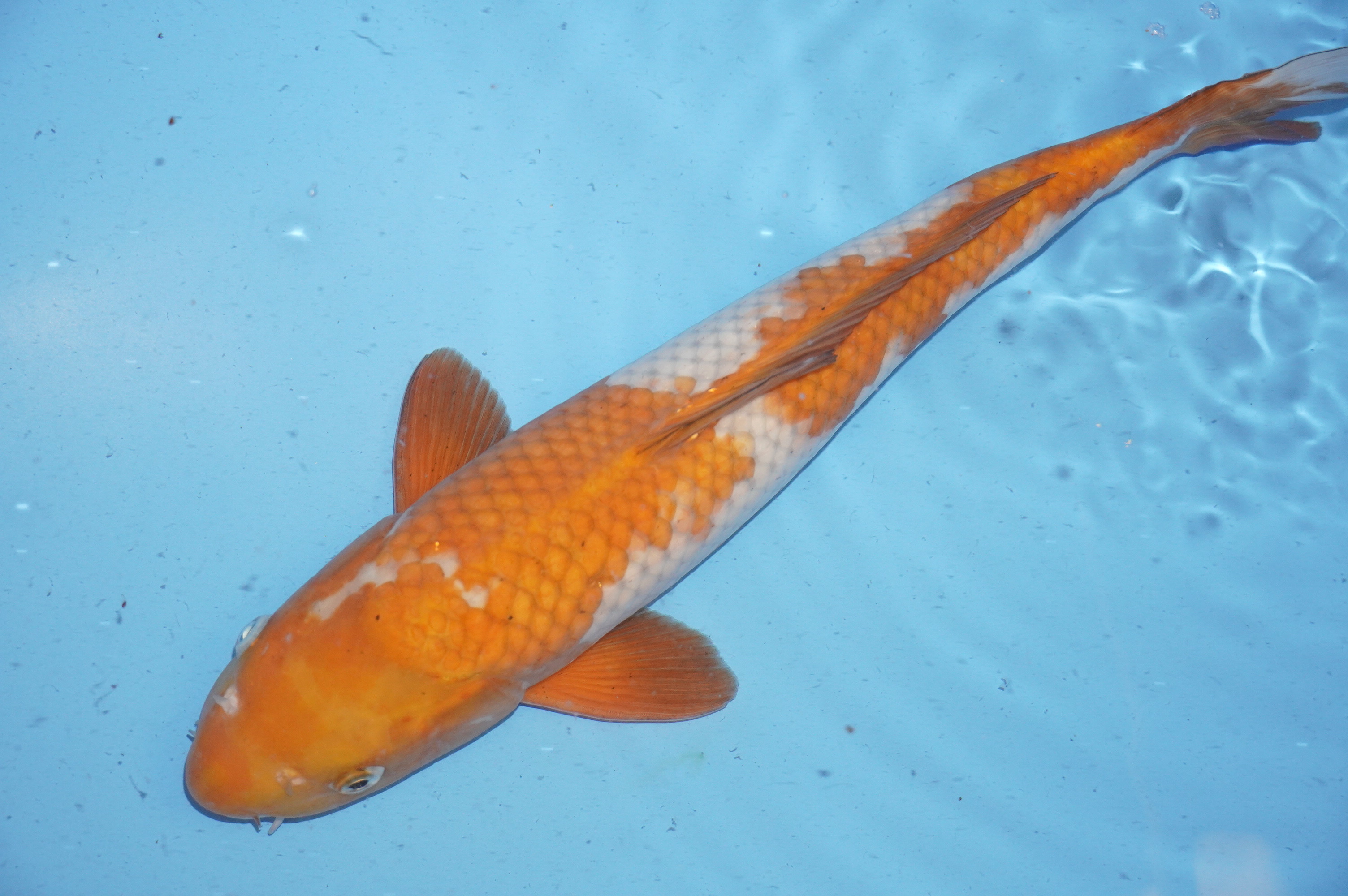 Ochiba Shigure (45cm) von der Igarashi Koi Farm (Japan) IdentNr.: 9697