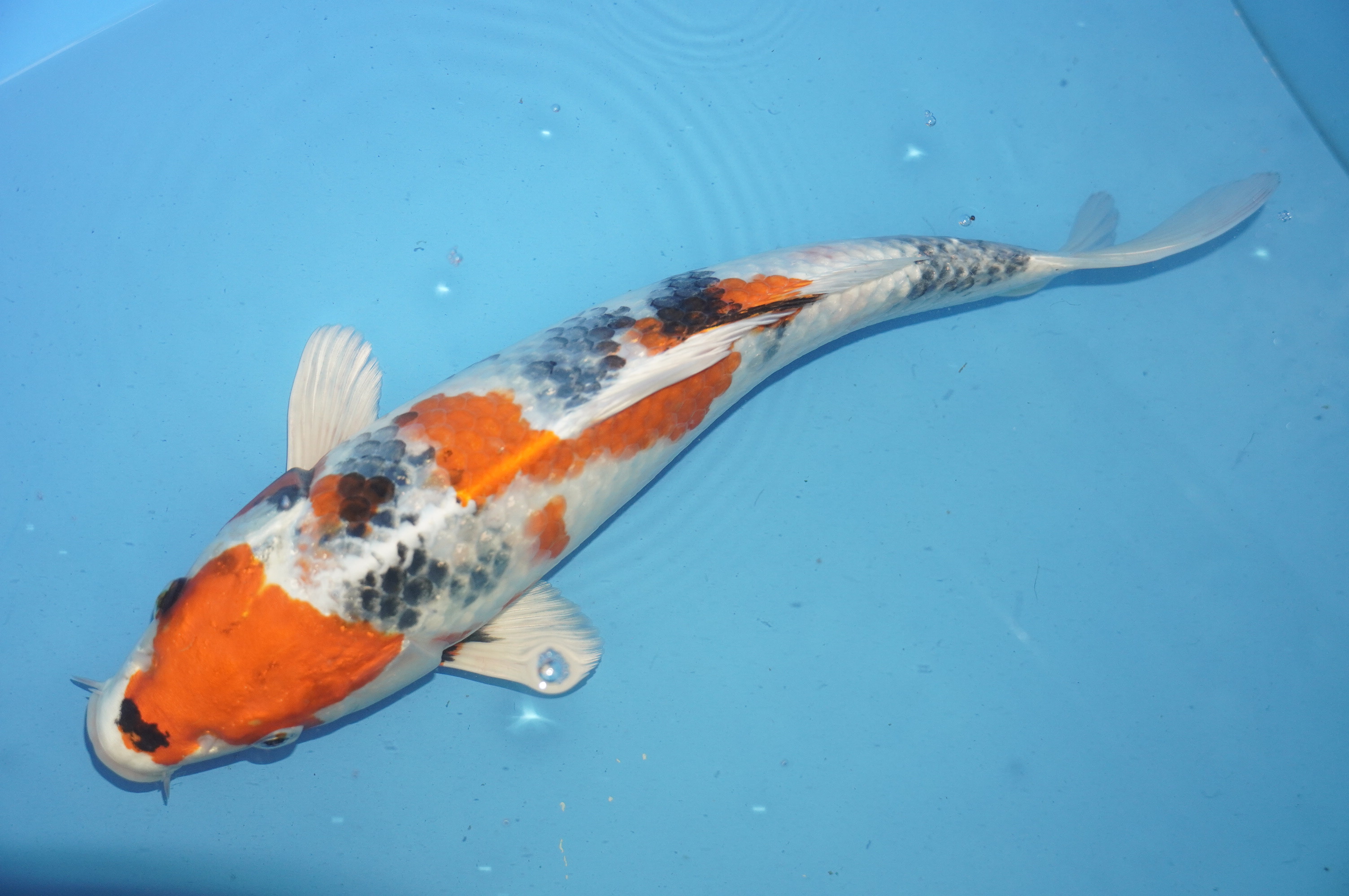 Kin Showa (36cm) von der Mano Koi Farm (Japan) IdentNr.: 10160