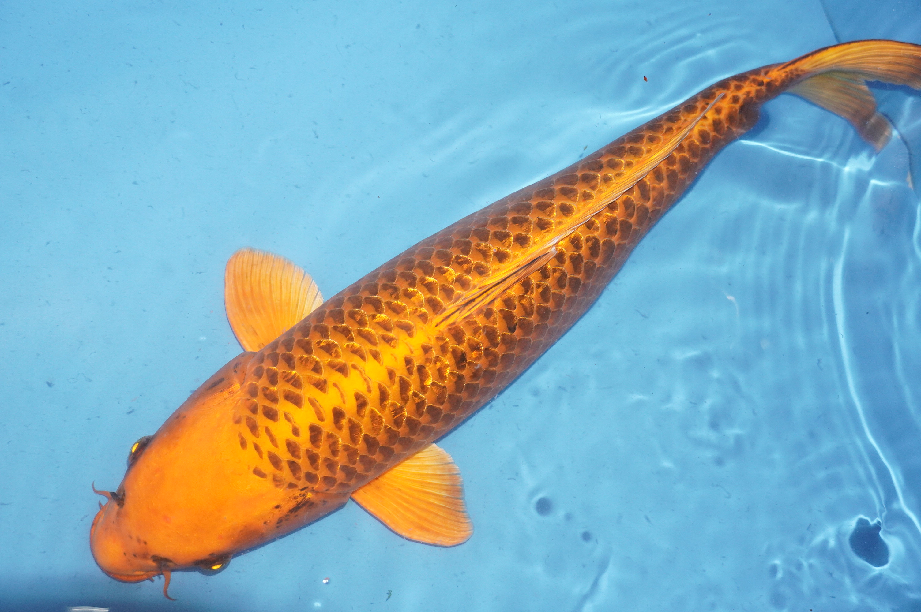 Kin Matsuba (55cm) von der Oofuchi Koi Farm (Japan) IdentNr.: 9673