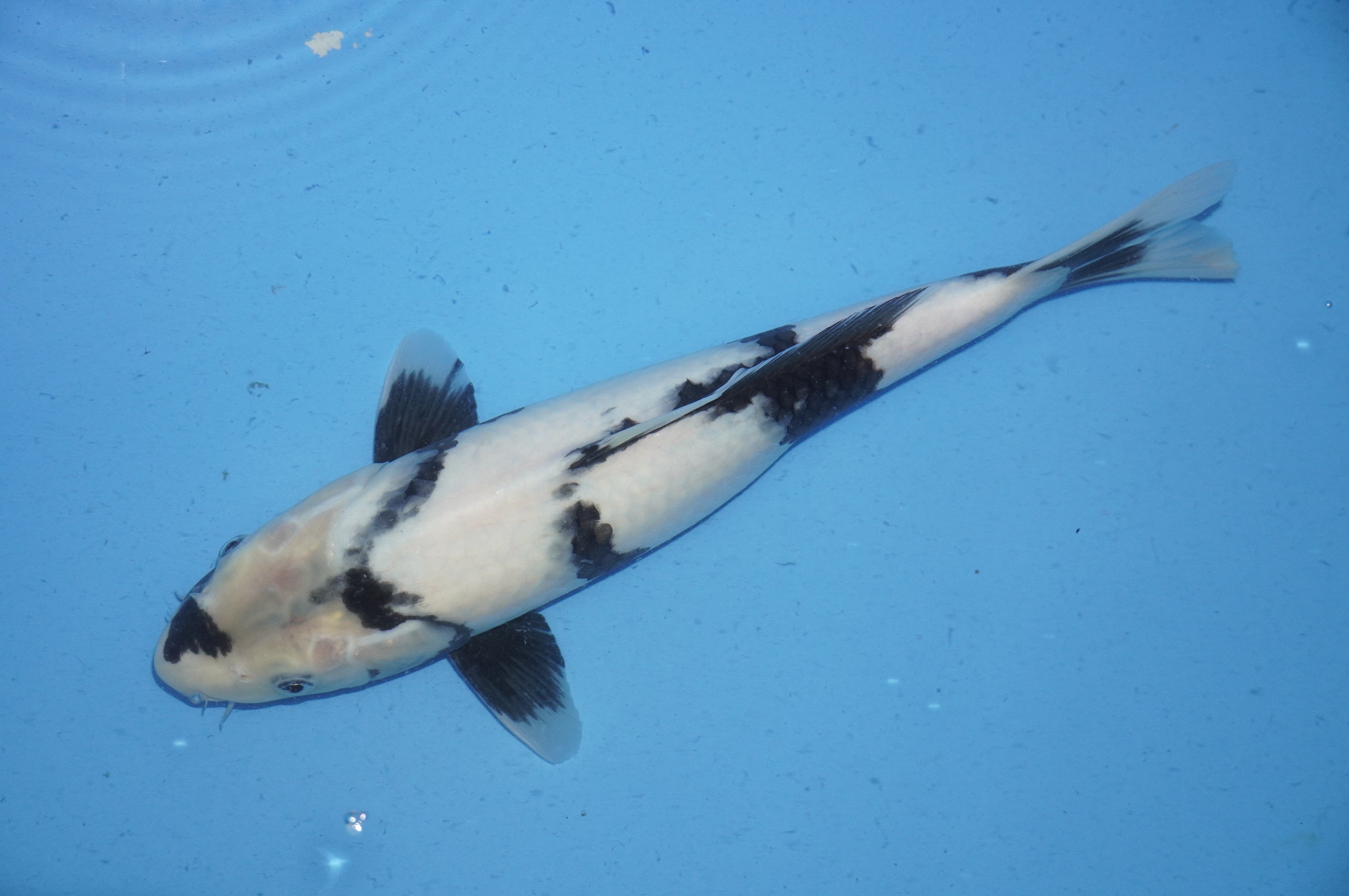 Shiro Utsuri (36cm) von der Miyako Koifarm (Japan) IdentNr.: 9897