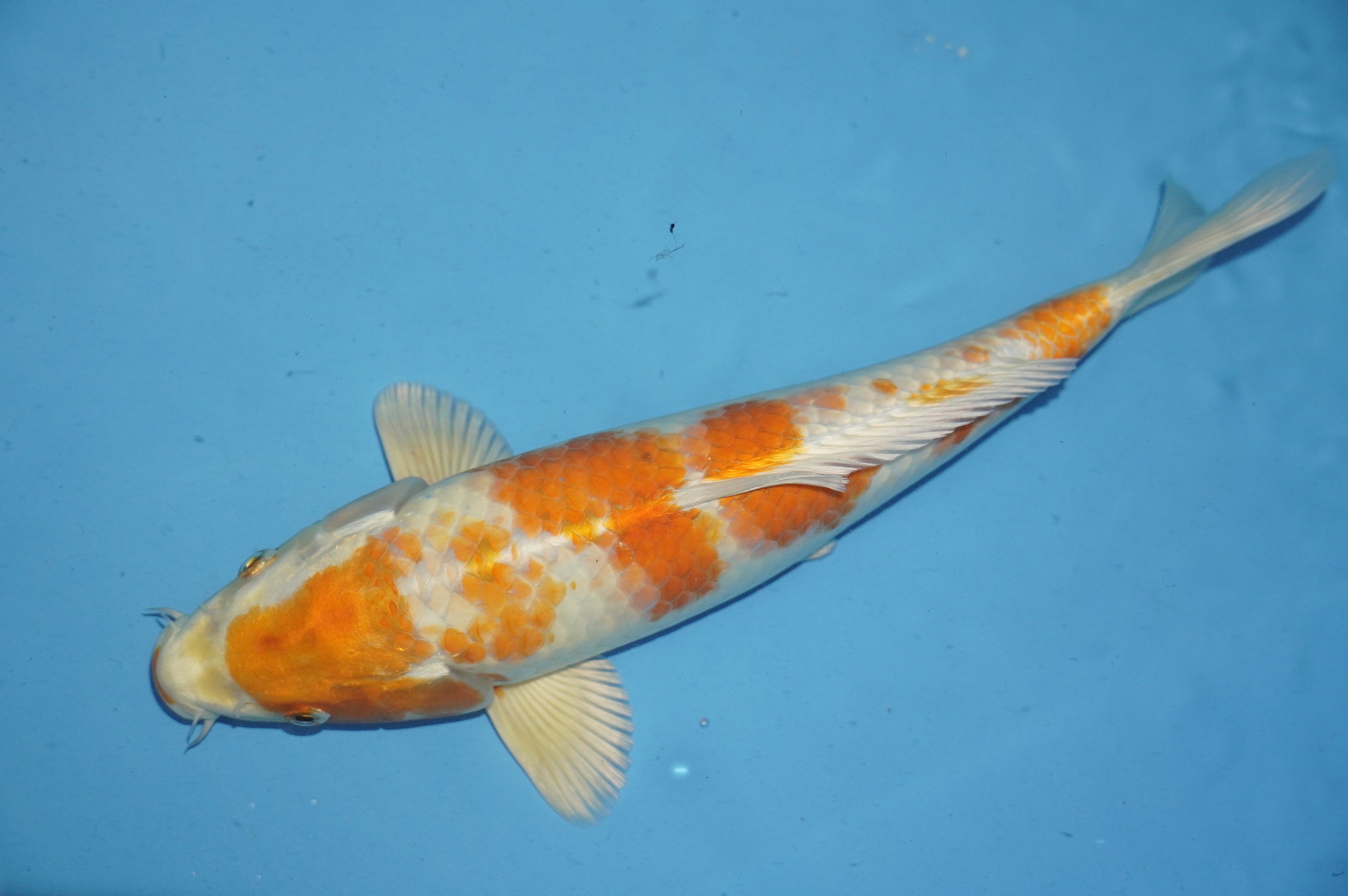 Orange Hariwake (32cm) von der Yamasan Koi Farm (Yamazaki) (Japan) IdentNr.: 10258