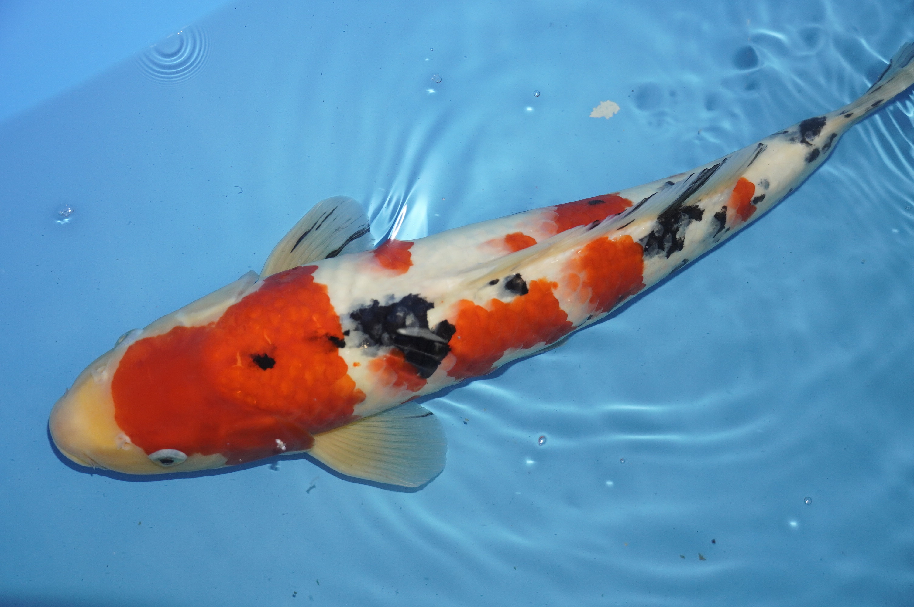 Sanke (44cm) von der Marusei Koi Farm (Hirasawa) (Japan) IdentNr.: 10144