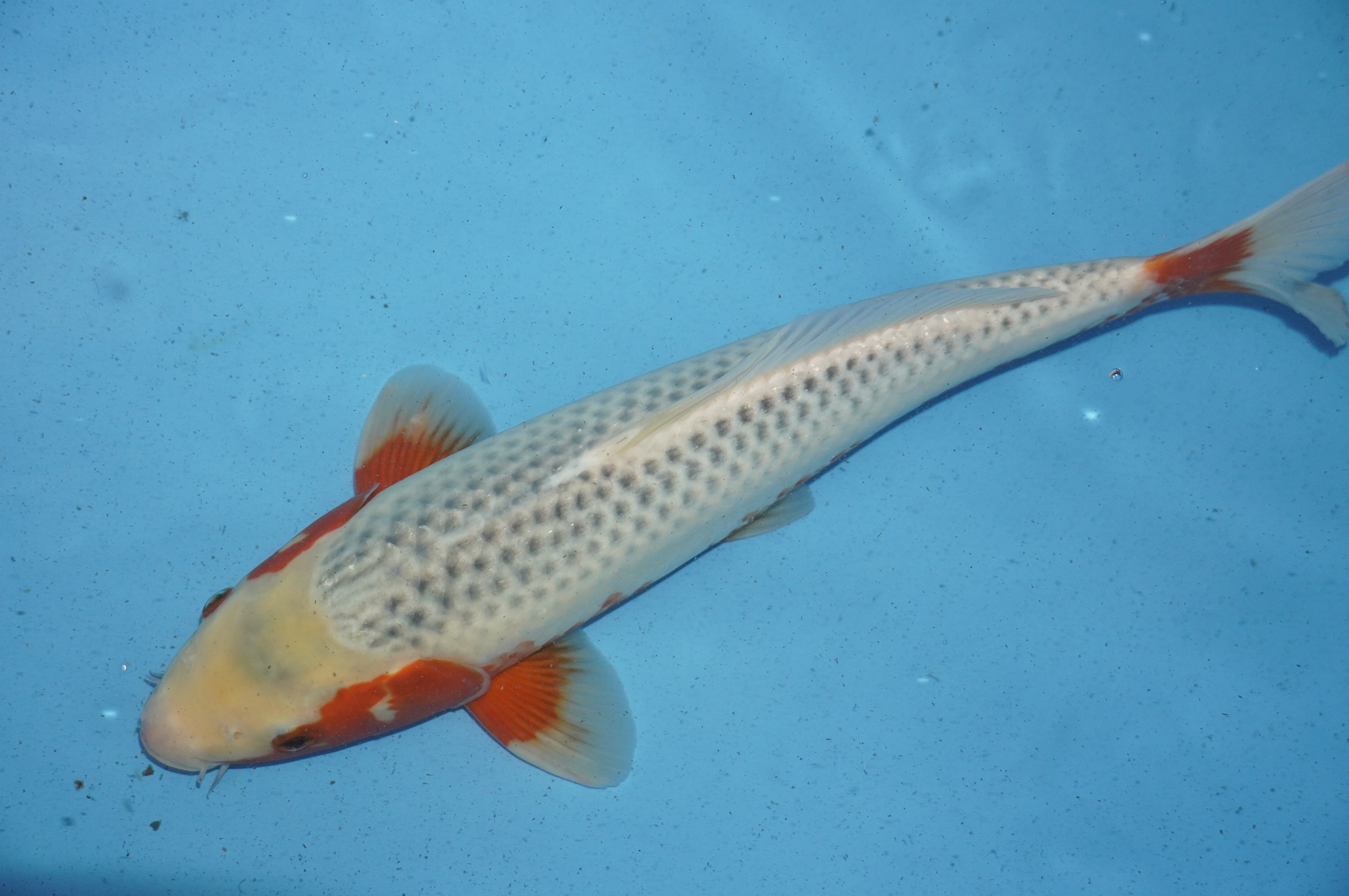 Asagi (41cm) von der Tanaka Takatasu Koifarm (Japan) IdentNr.: 10115