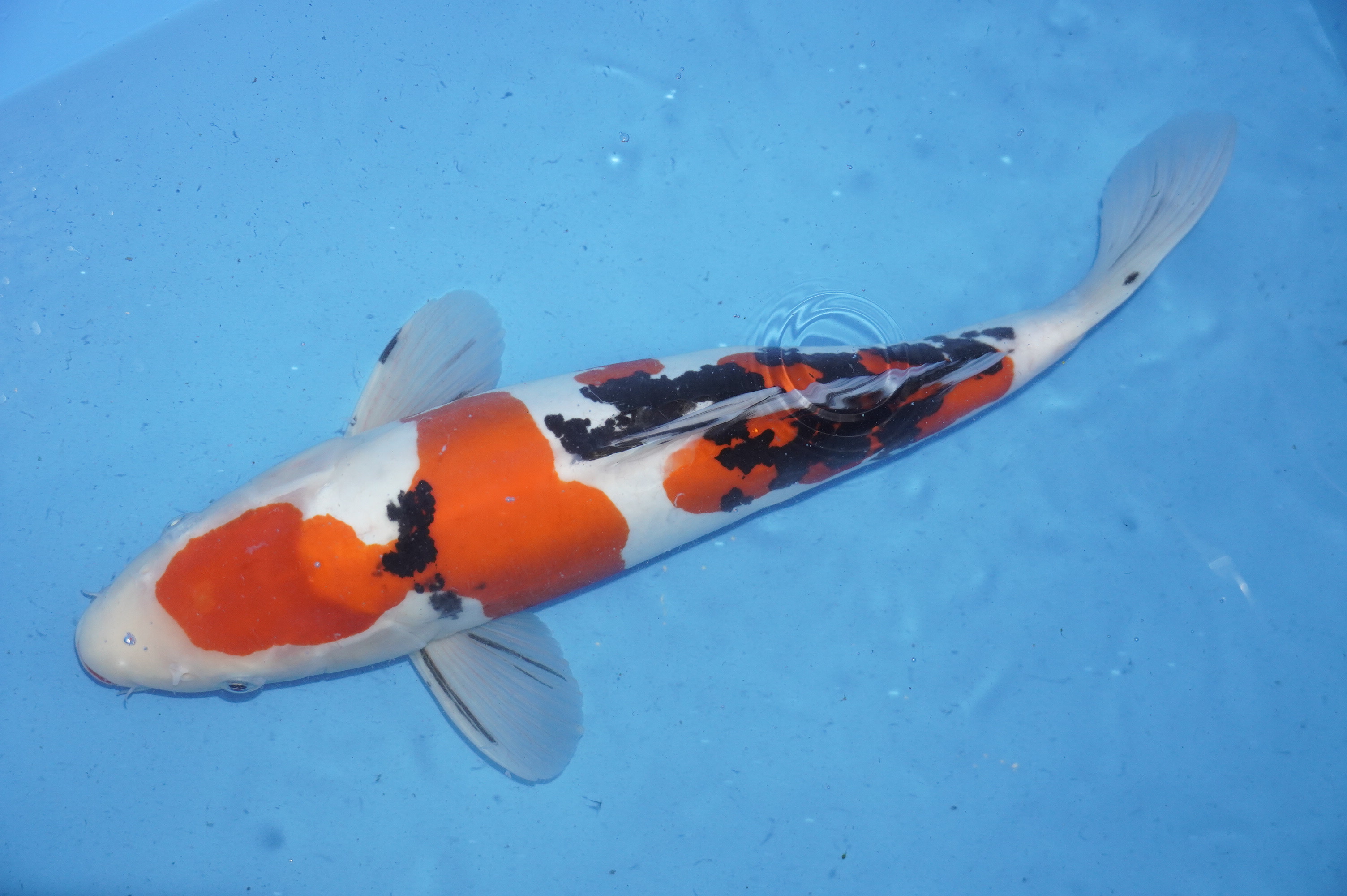 Doitsu Sanke (42cm) von der Maruhide Koi Farm (Japan) IdentNr.: 9913