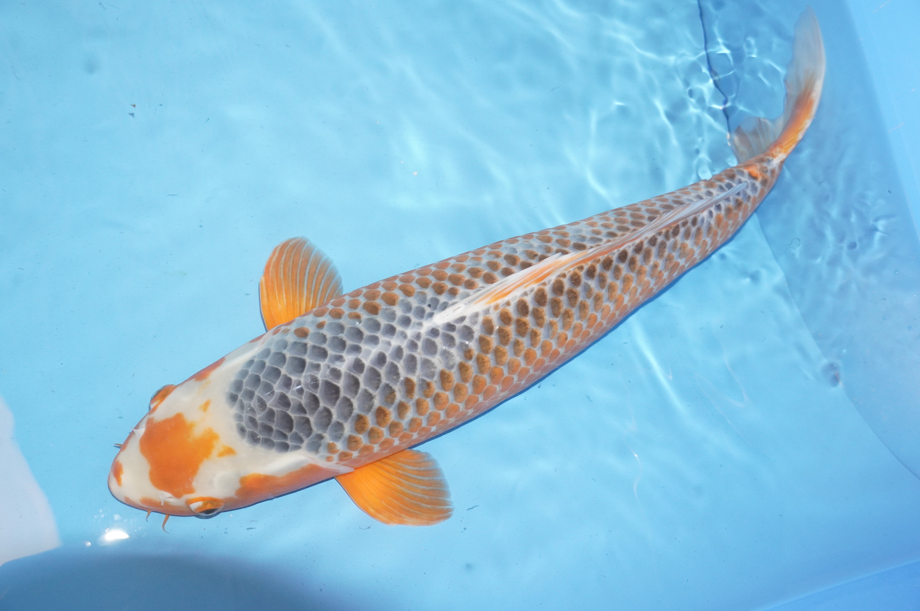 Asagi (59cm) von der Wada Koifarm (Japan) IdentNr.: 9389