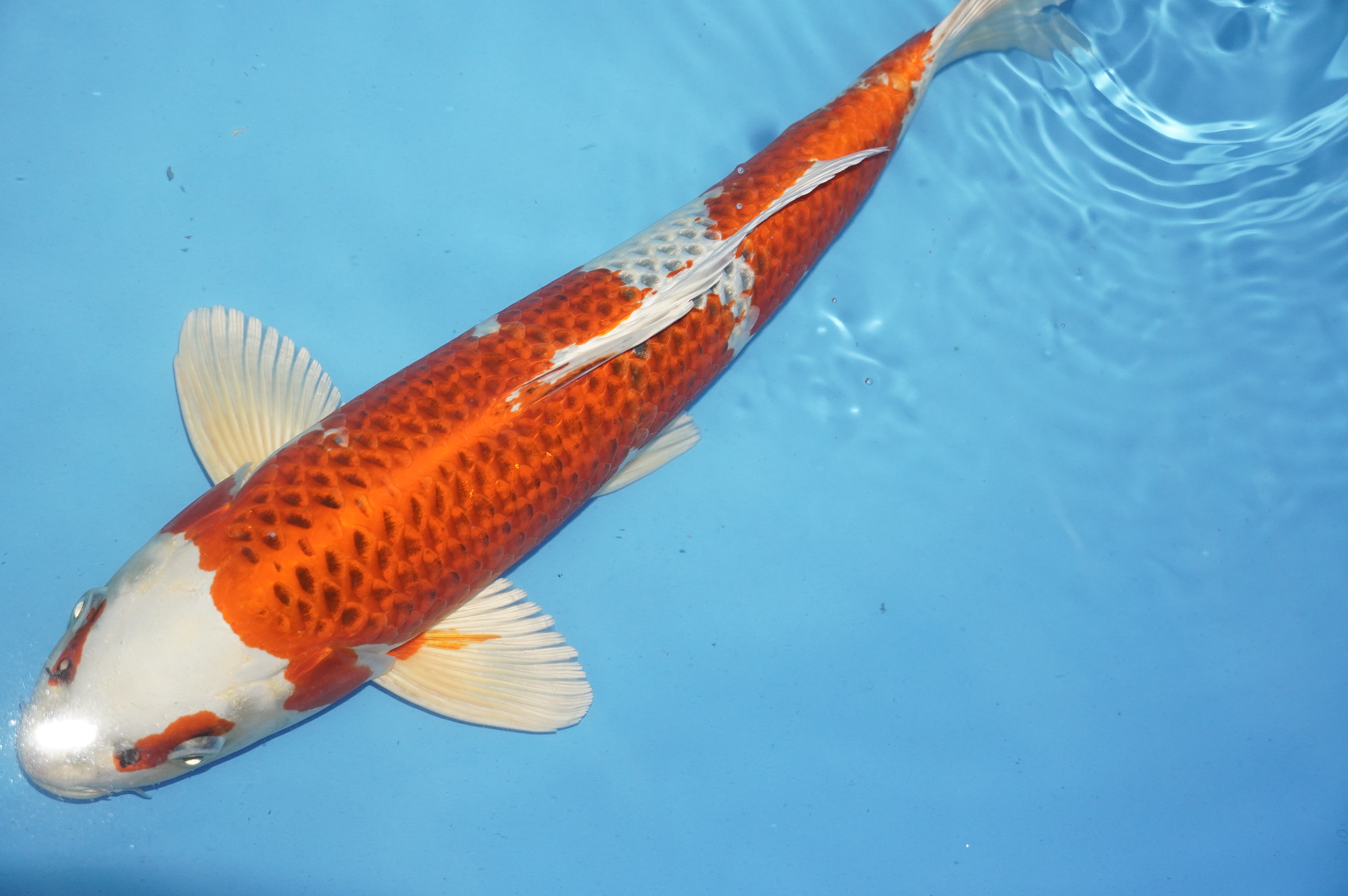 Kujaku (43cm) von der Marusei Koi Farm (Hirasawa) (Japan) IdentNr.: 10156