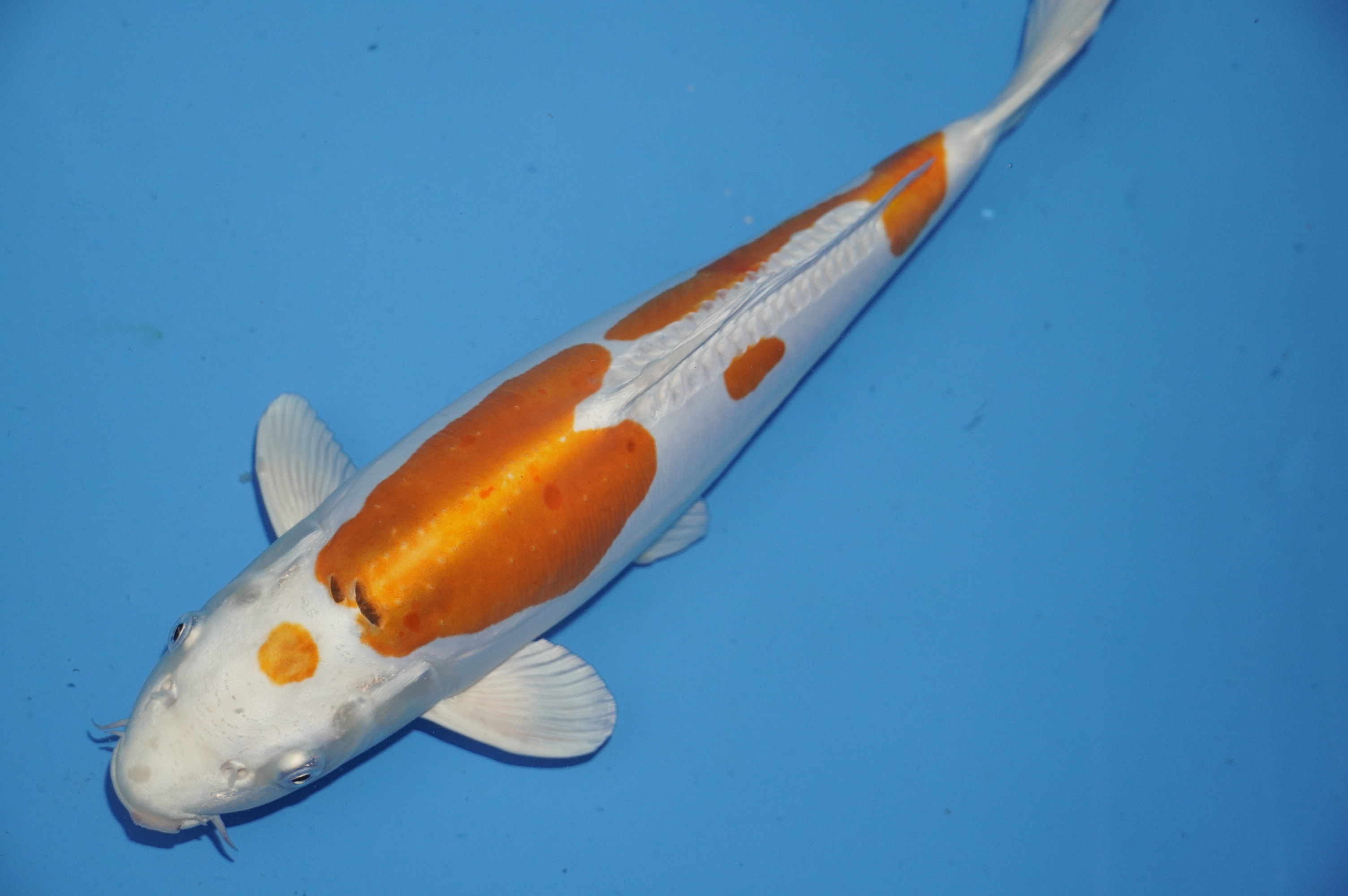 Hariwake (36cm) von der Koda Koifarm (Japan) IdentNr.: 9985