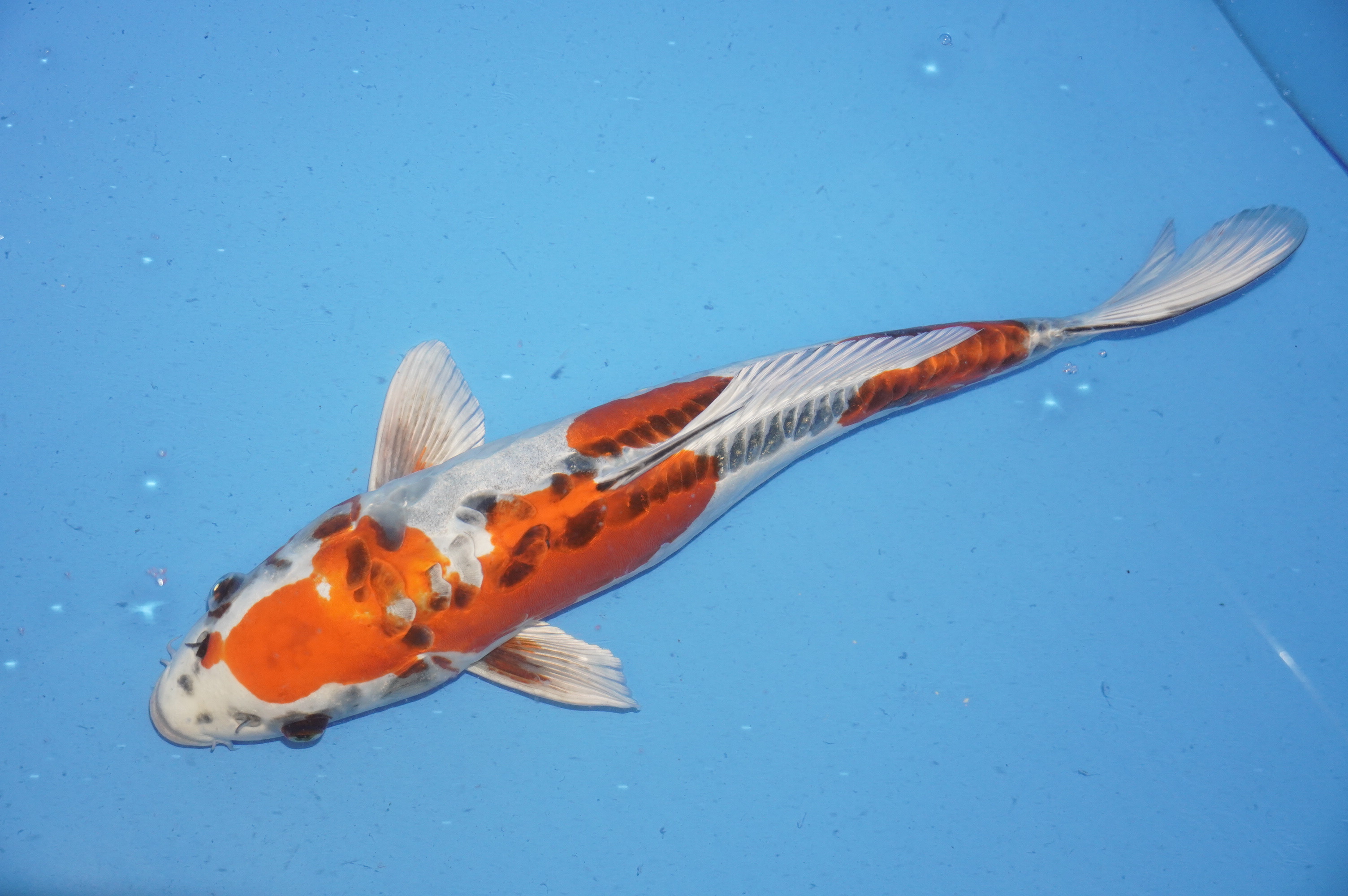 Doitsu Kujaku (40cm) von der Igarashi Koi Farm (Japan) IdentNr.: 9686