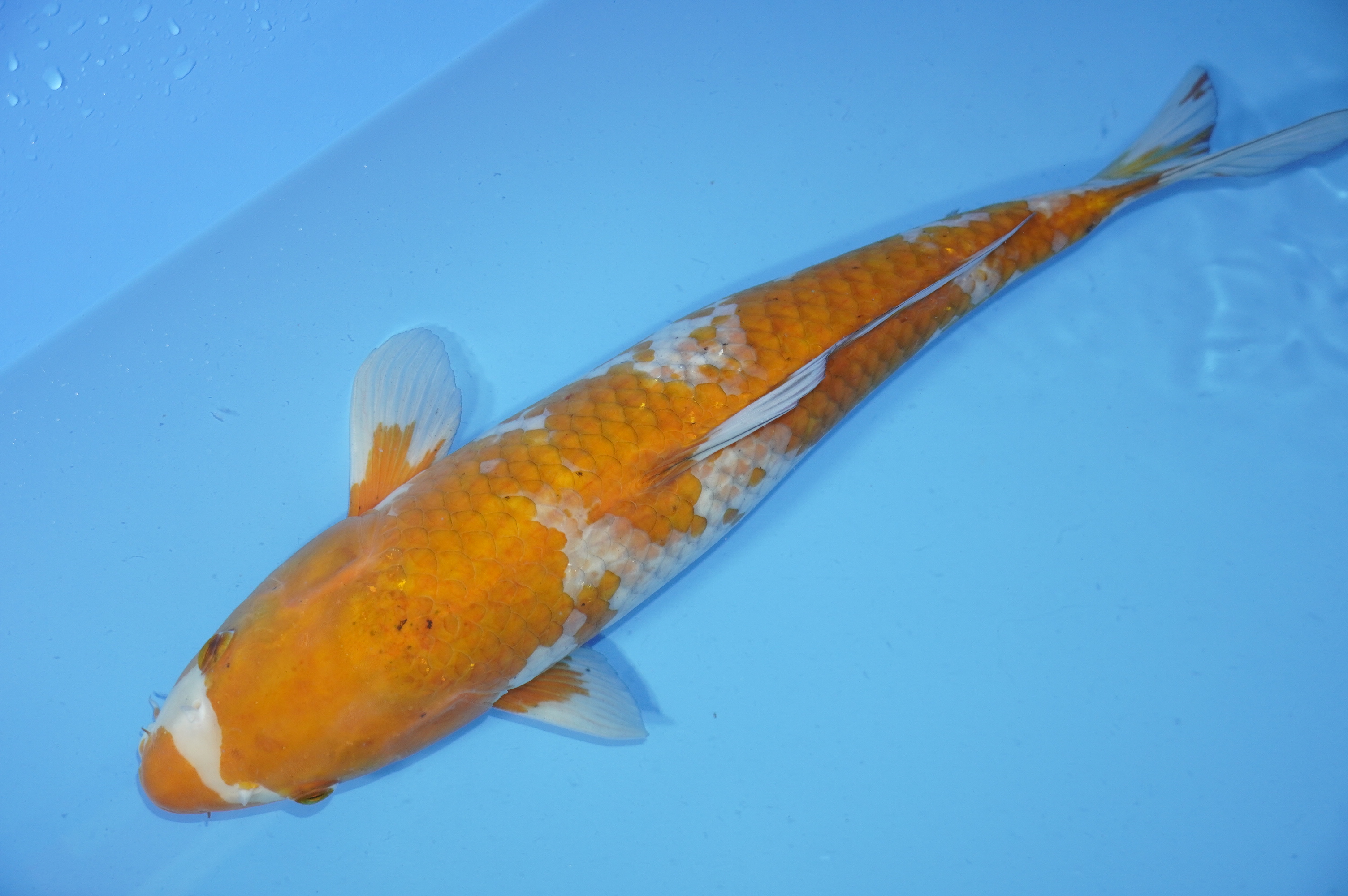 Ochiba Shigure (45cm) von der Yamasan Koi Farm (Yamazaki) (Japan) IdentNr.: 7972