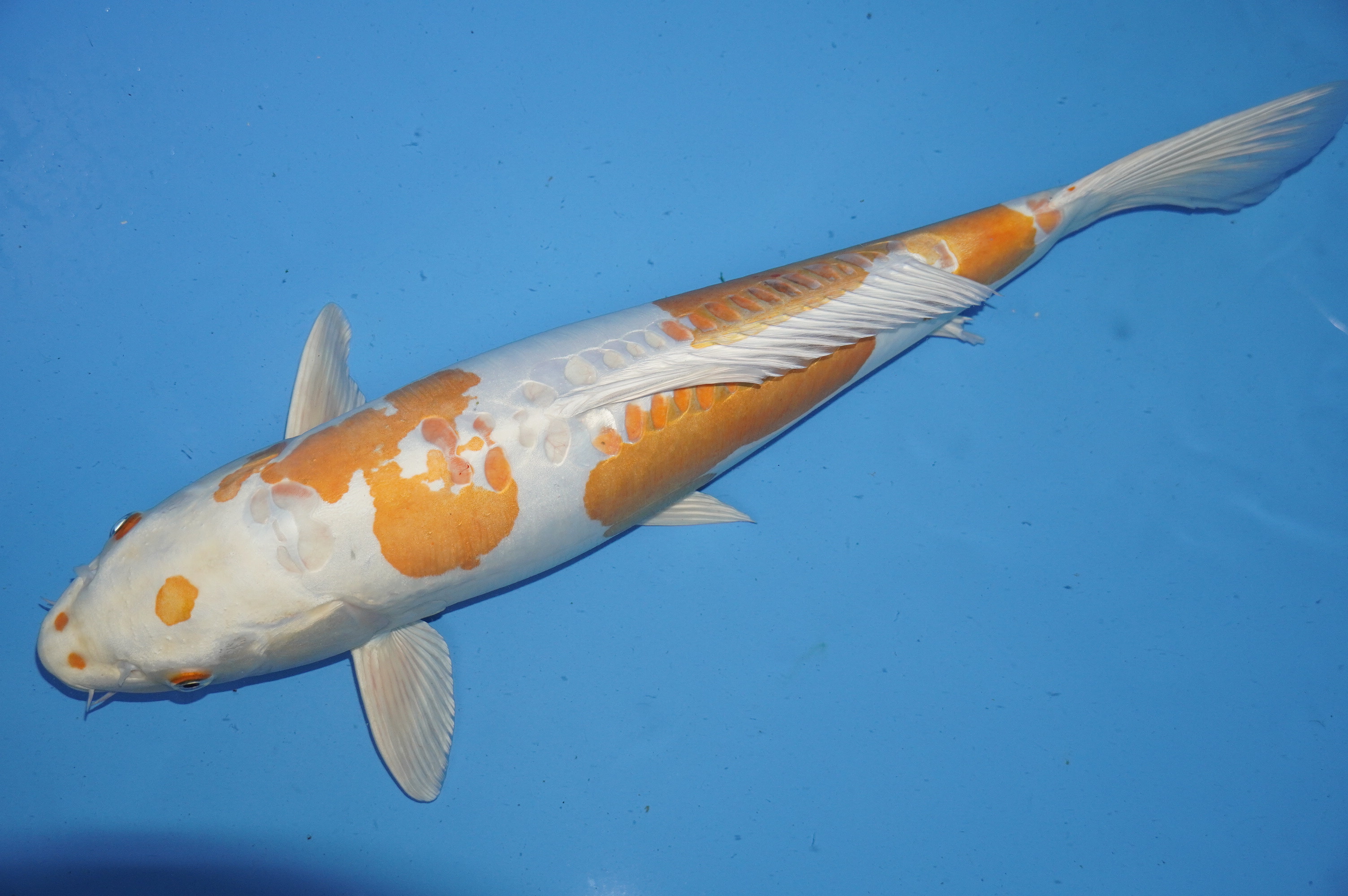 Doitsu Orange Hariwake (57cm) von der Oofuchi Koi Farm (Japan) IdentNr.: 9891
