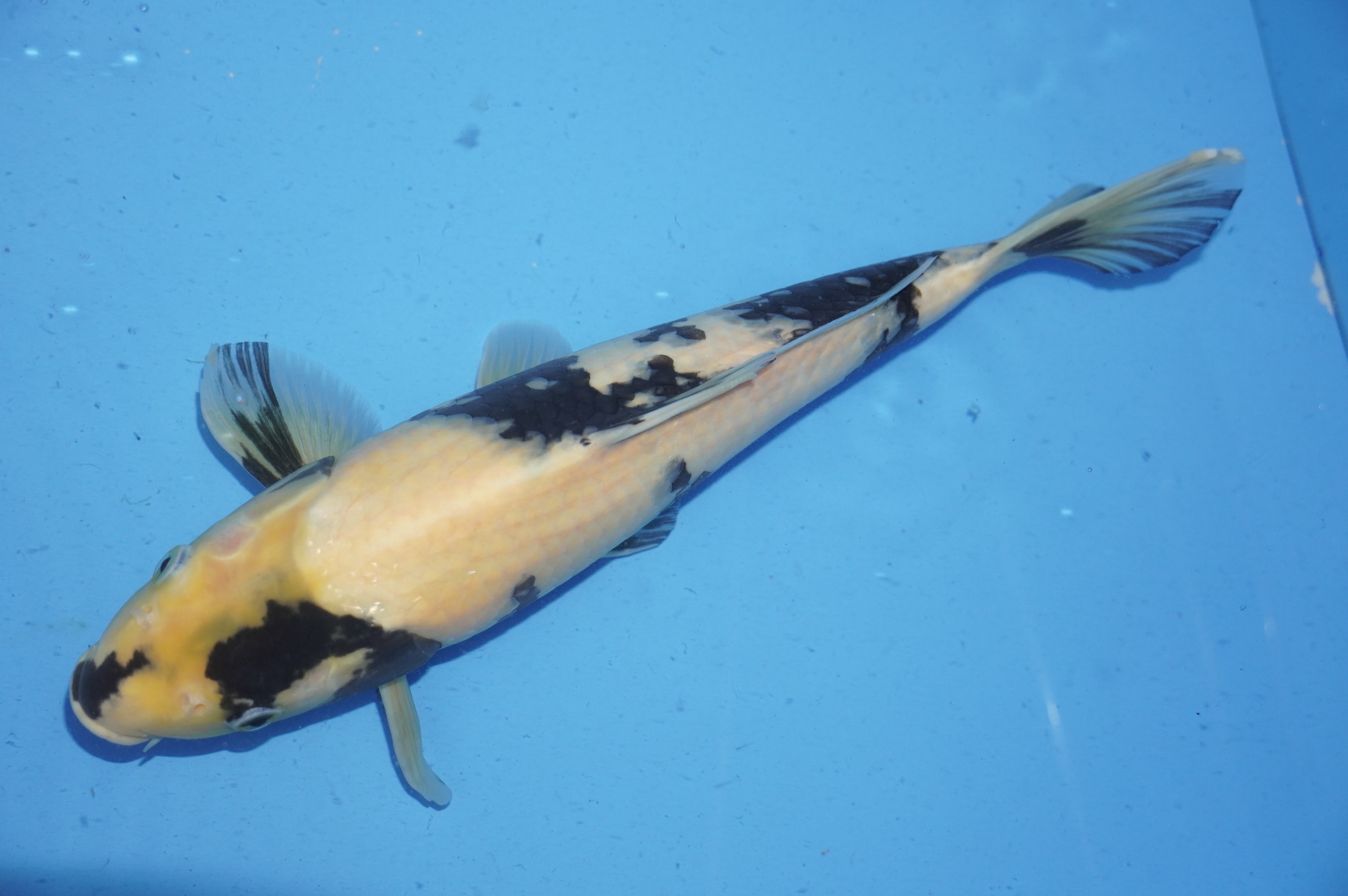 Shiro Utsuri (36cm) von der Koshiji Koi Farm (Kase) (Japan) IdentNr.: 9903