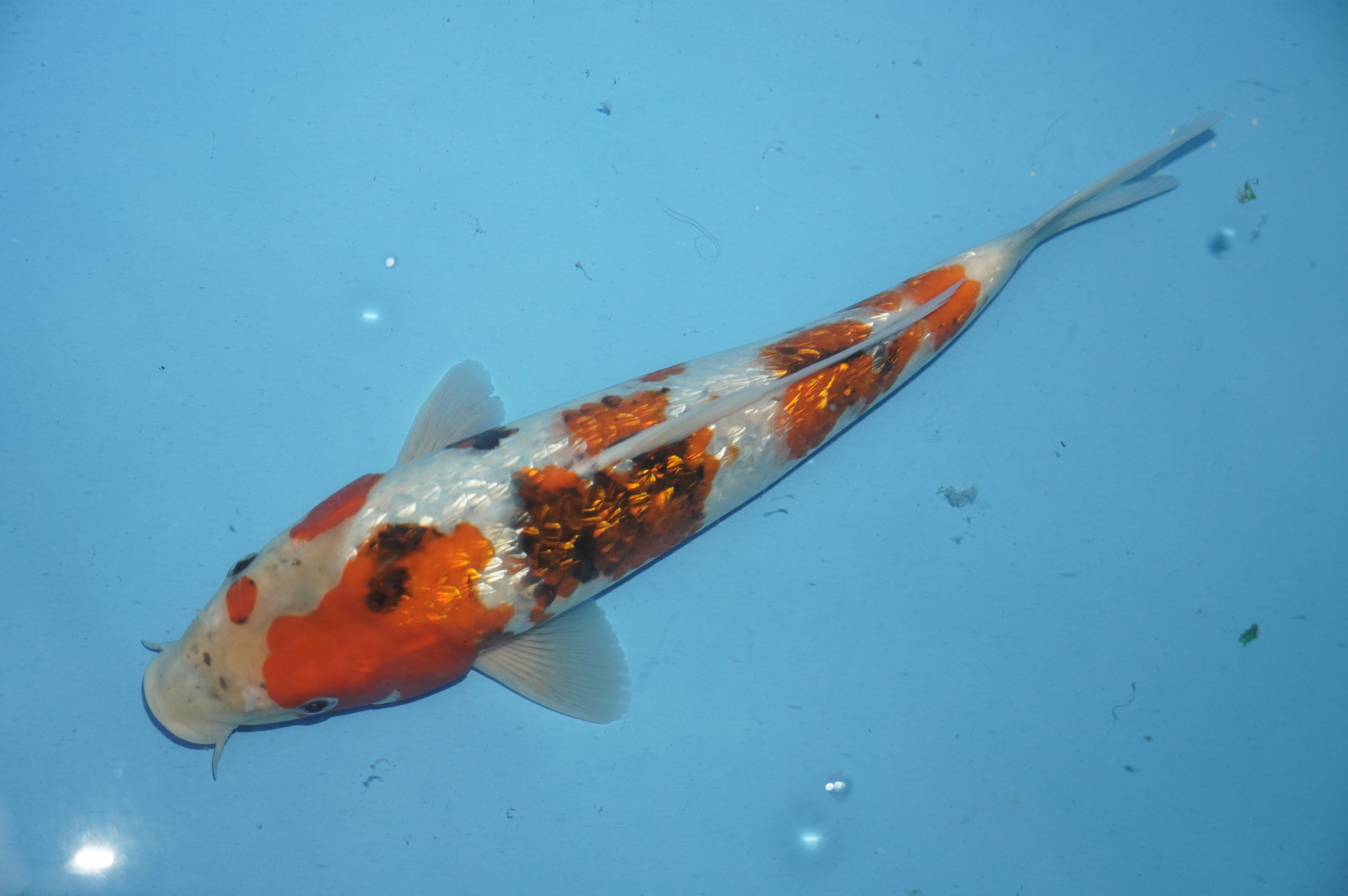 Gin Rin Showa (31cm) von der Miyako Koifarm (Japan) IdentNr.: 10227