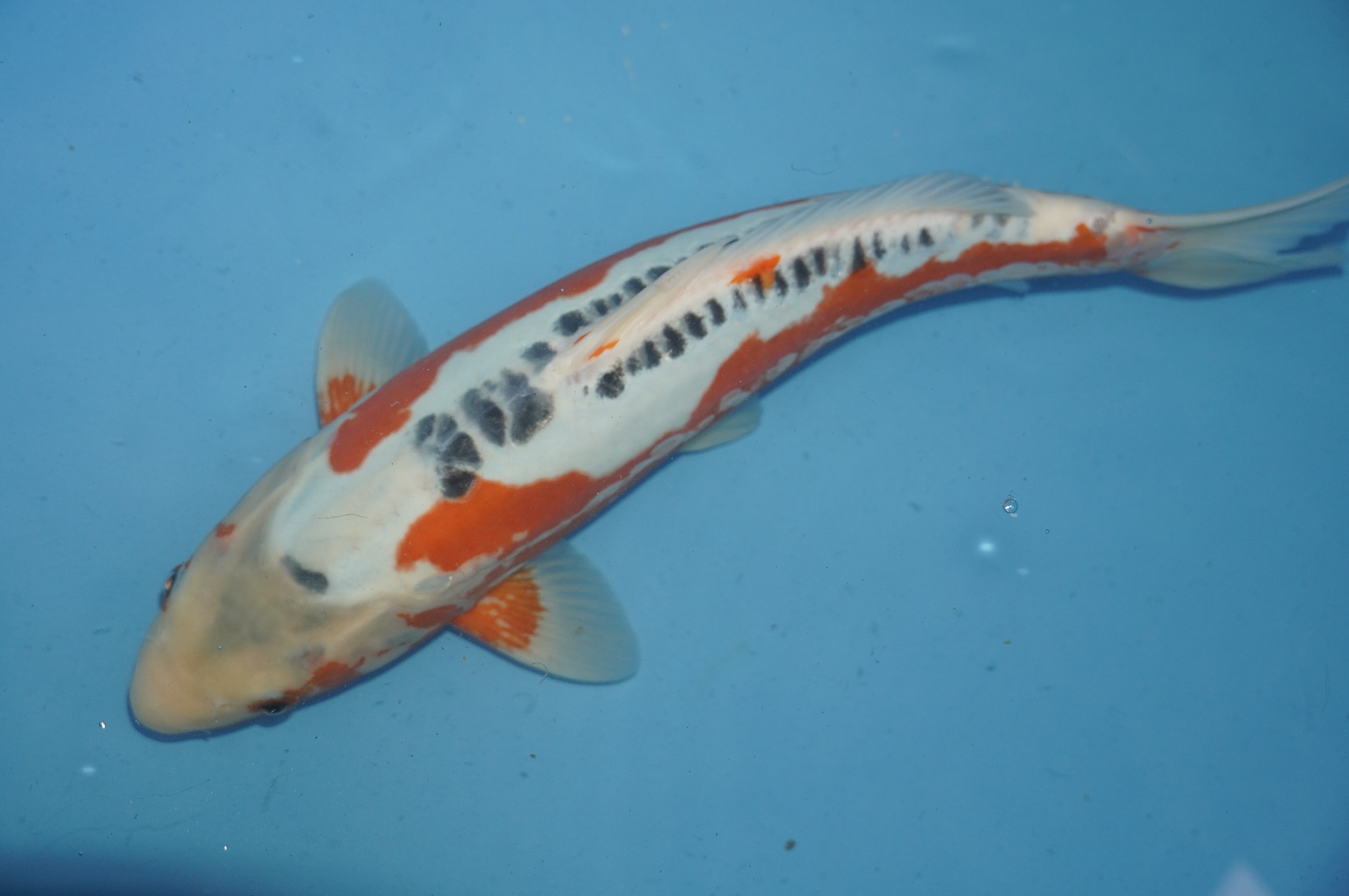 Shusui (40cm) von der Mano Koi Farm (Japan) IdentNr.: 10168