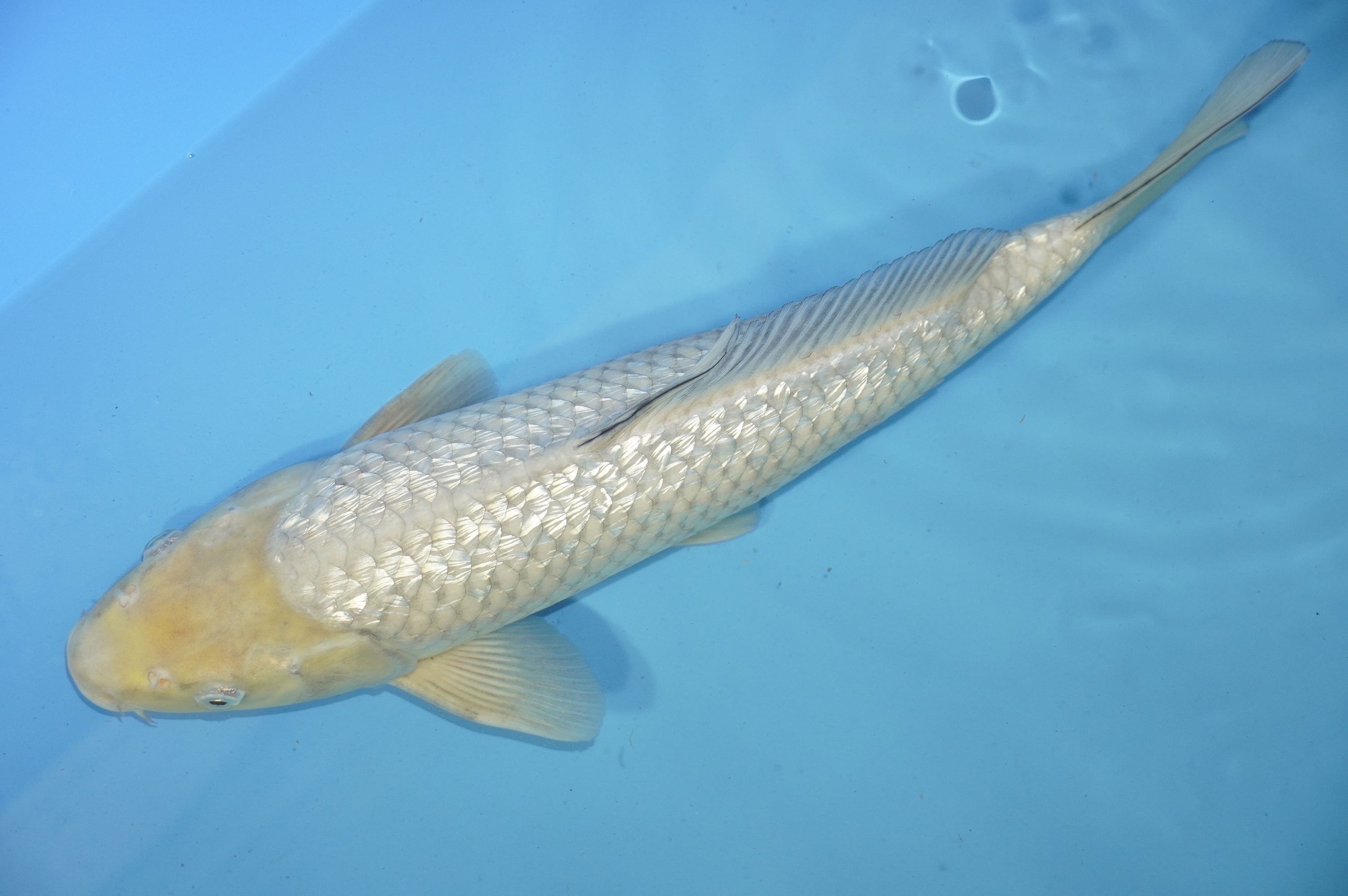 Gin Rin Soragoi (38cm) von der Marusaka Koi Farm (Japan) IdentNr.: 10039