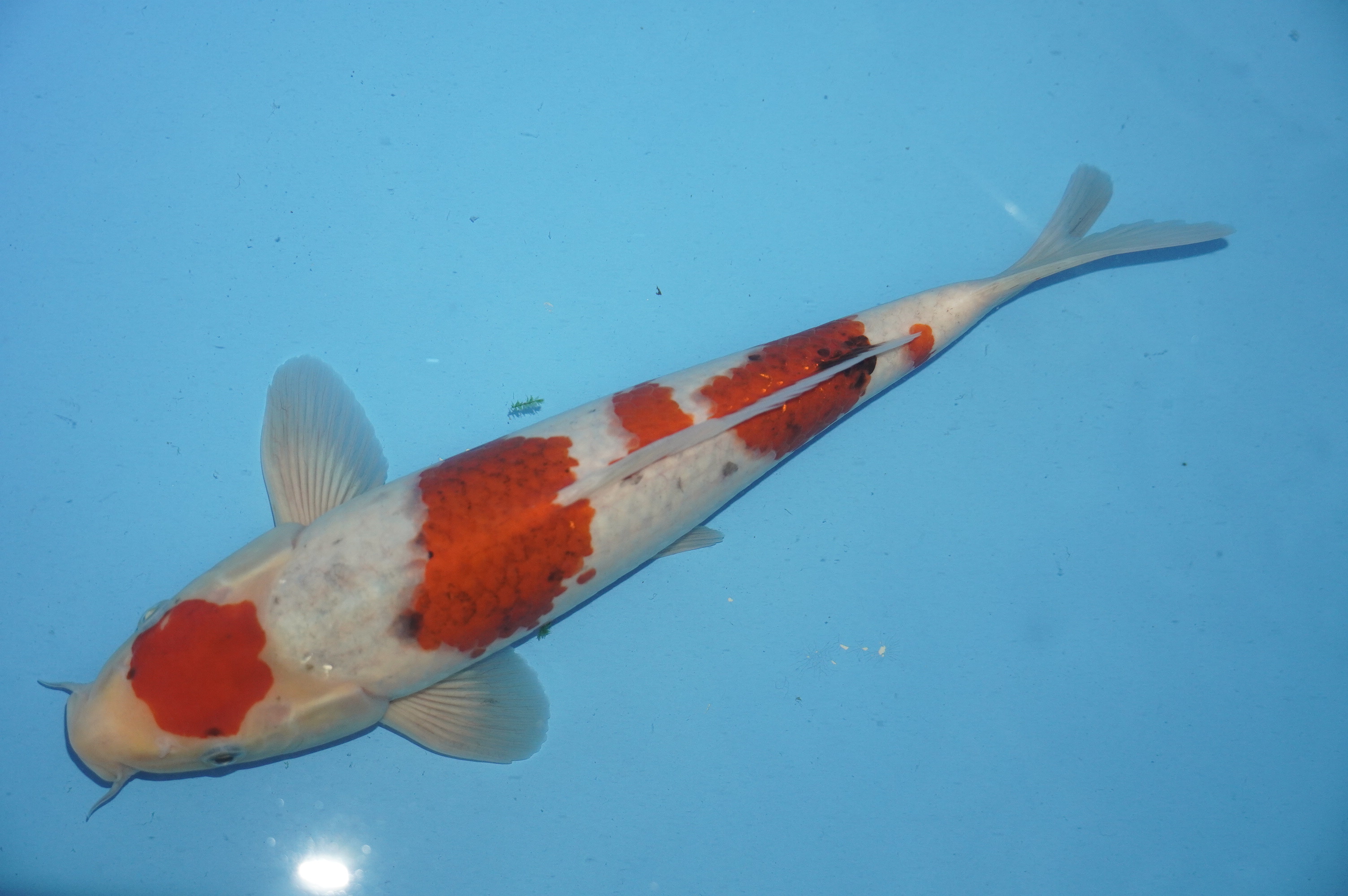 Goshiki/Goromo (33cm) von der Miyako Koifarm (Japan) IdentNr.: 10211