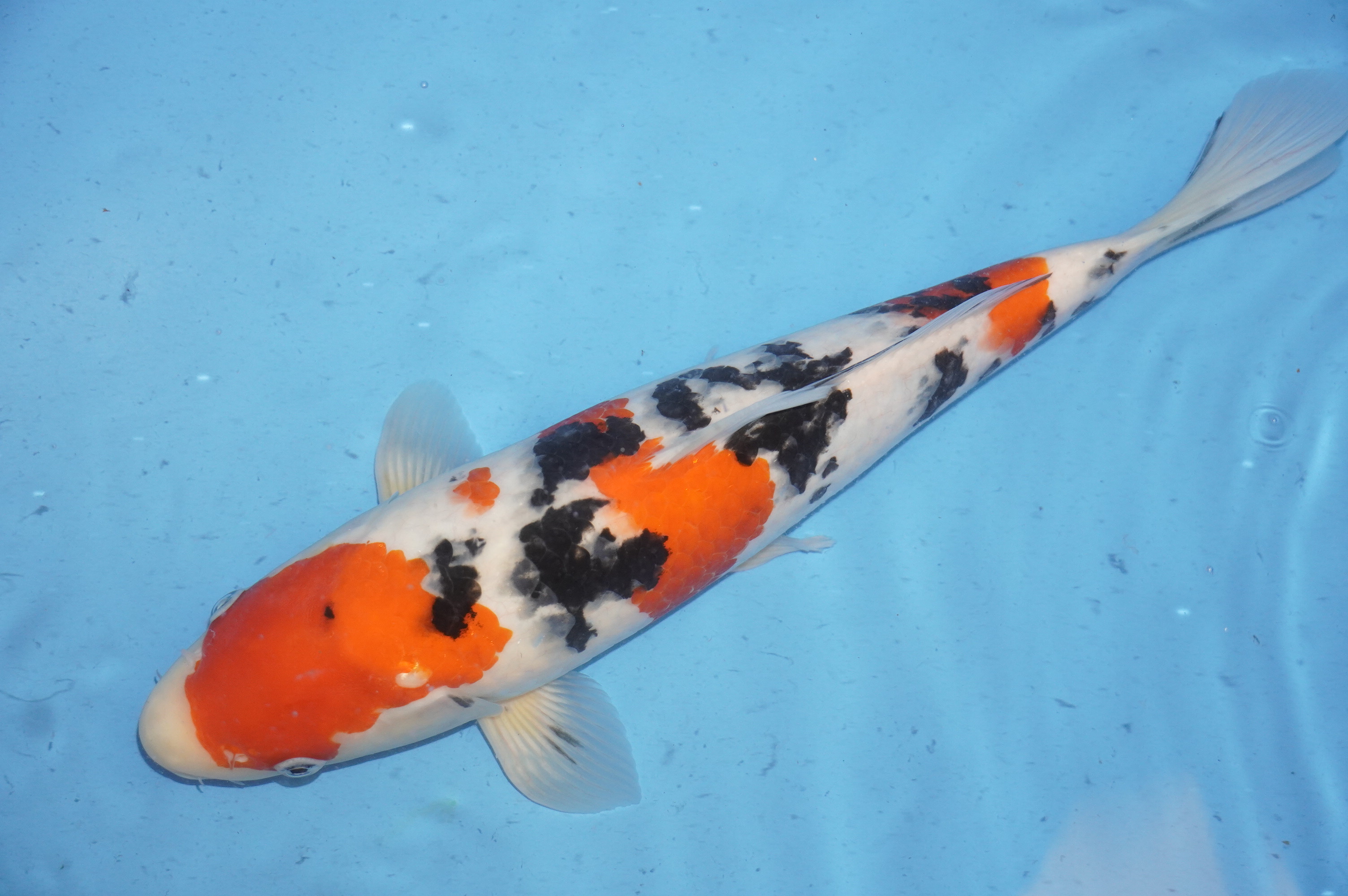 Sanke (41cm) von der Yoshino Koi Farm (Japan) IdentNr.: 9515