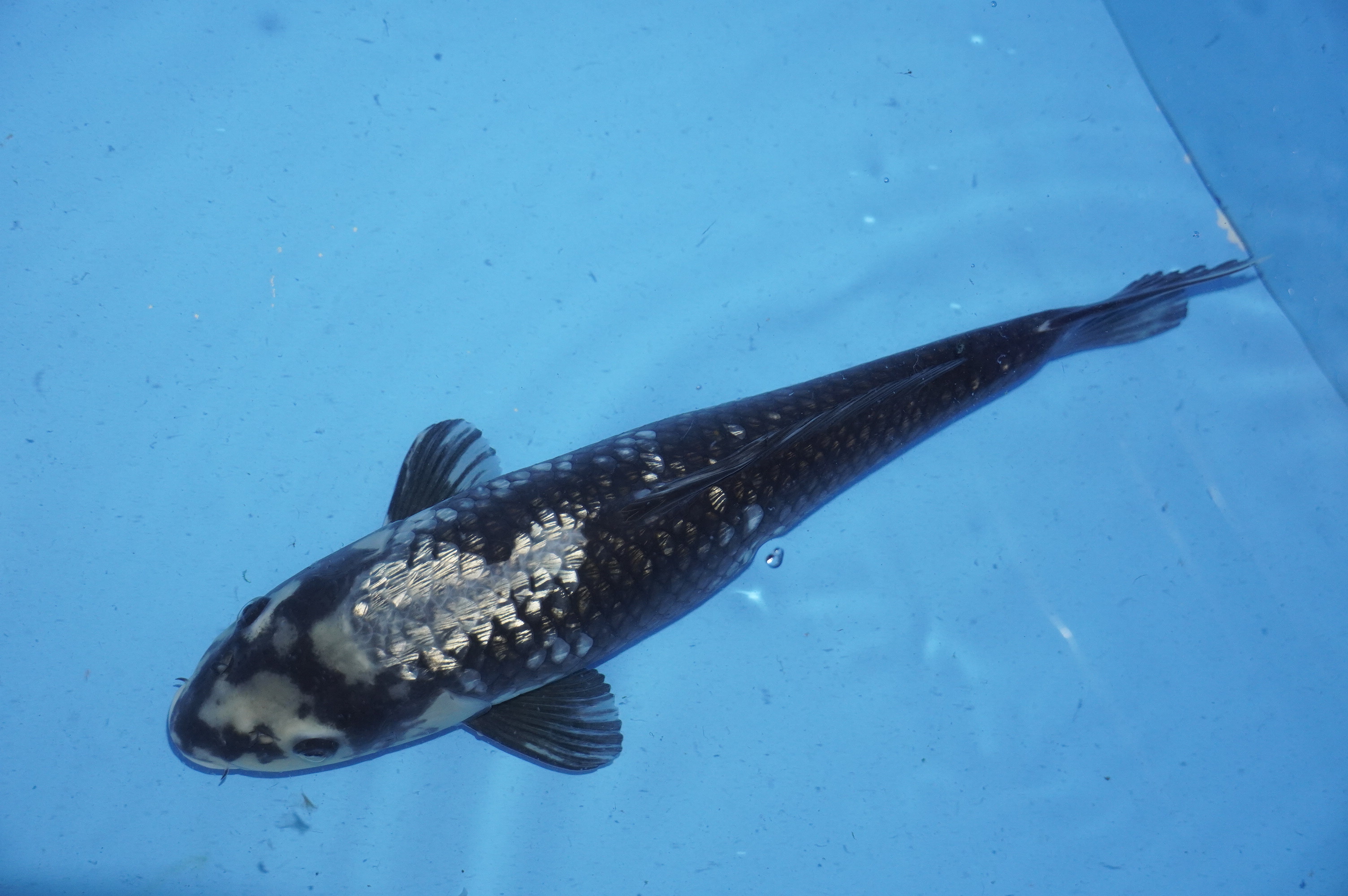 Gin Rin Kawarimono (40cm) von der Yamajyu Koi Farm (Japan) IdentNr.: 10009