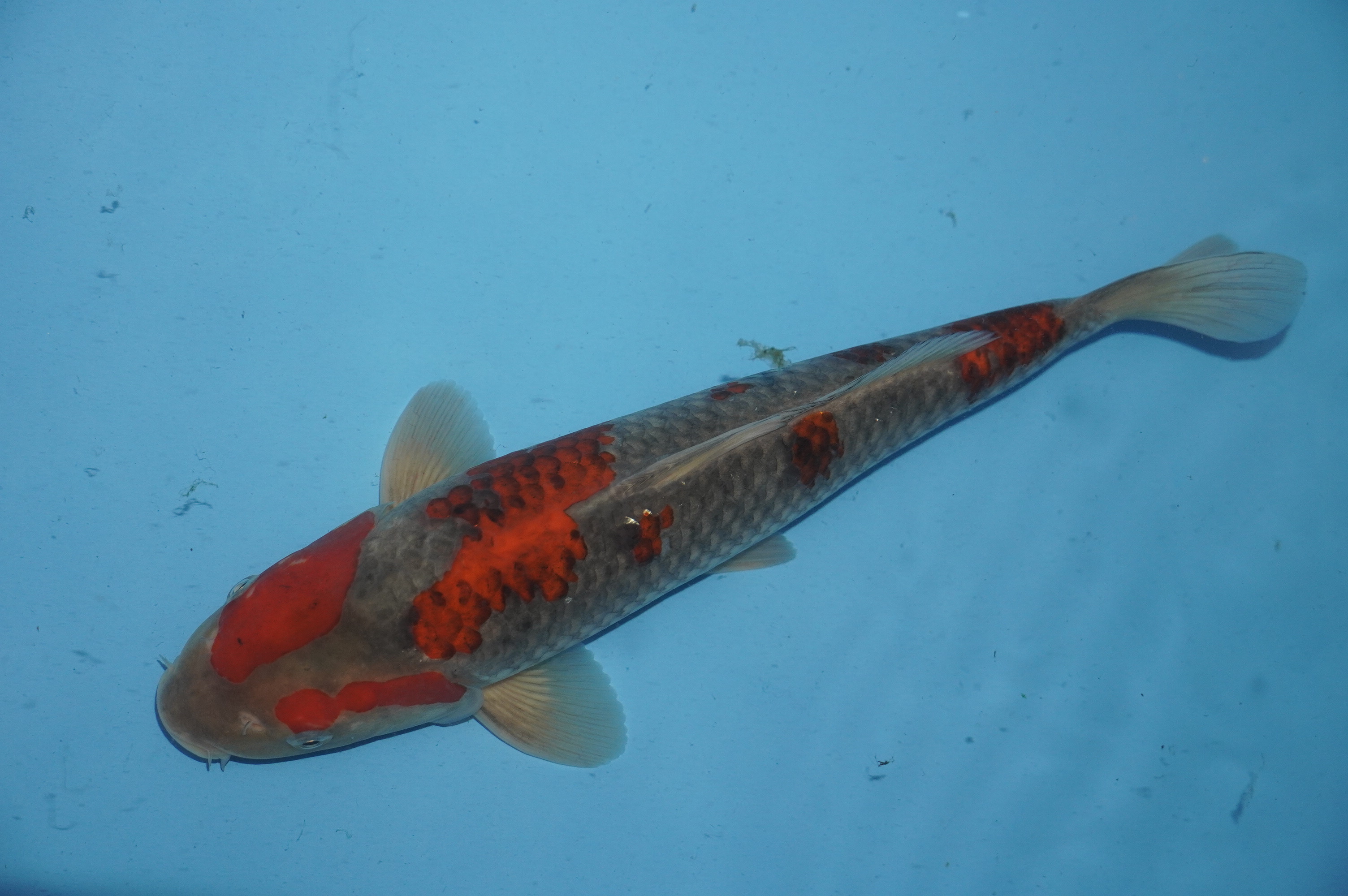 Goshiki/Goromo (31cm) von der Miyako Koifarm (Japan) IdentNr.: 10219