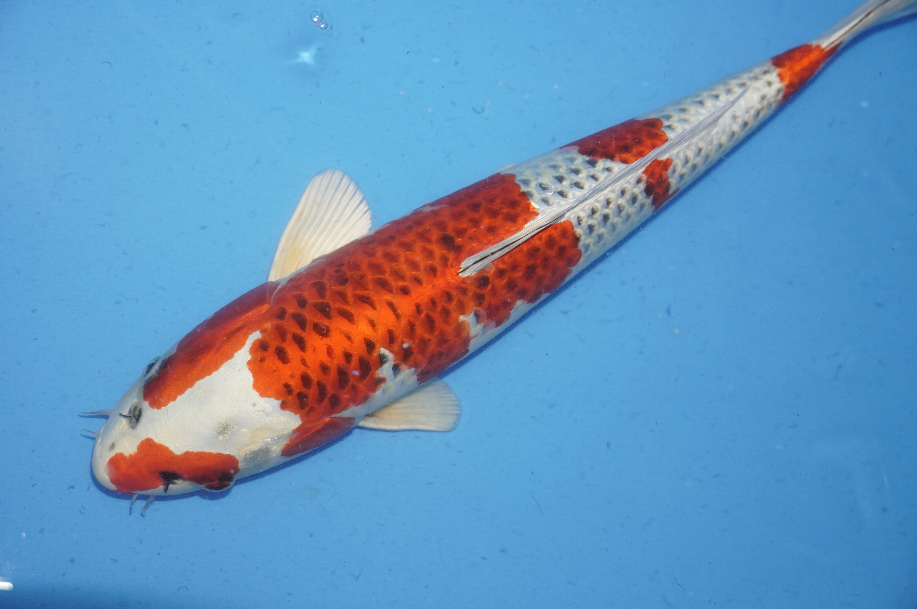 Kujaku (42cm) von der Ozumi Ikarashi Koi Farm (Japan) IdentNr.: 9931