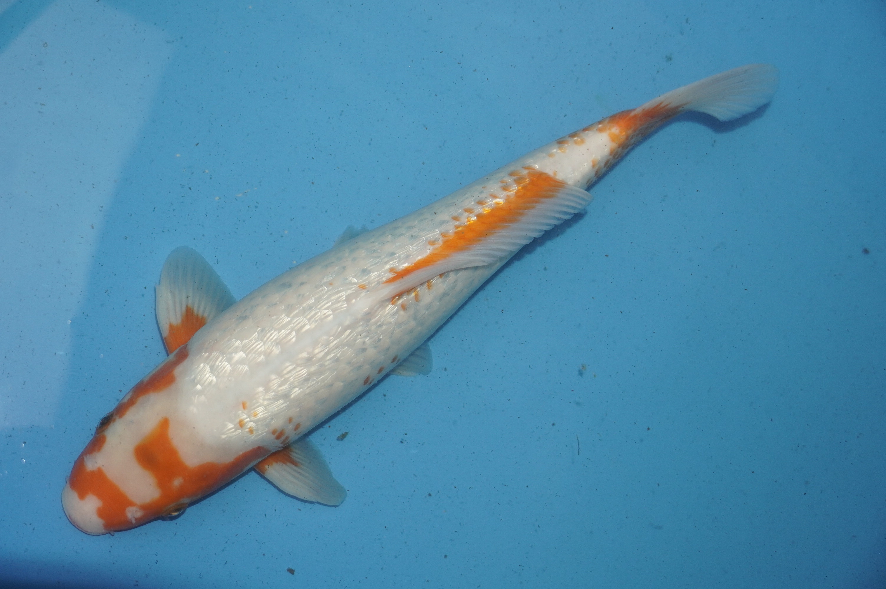 Gin Rin Asagi (37cm) von der Tanaka Takatasu Koifarm (Japan) IdentNr.: 10121