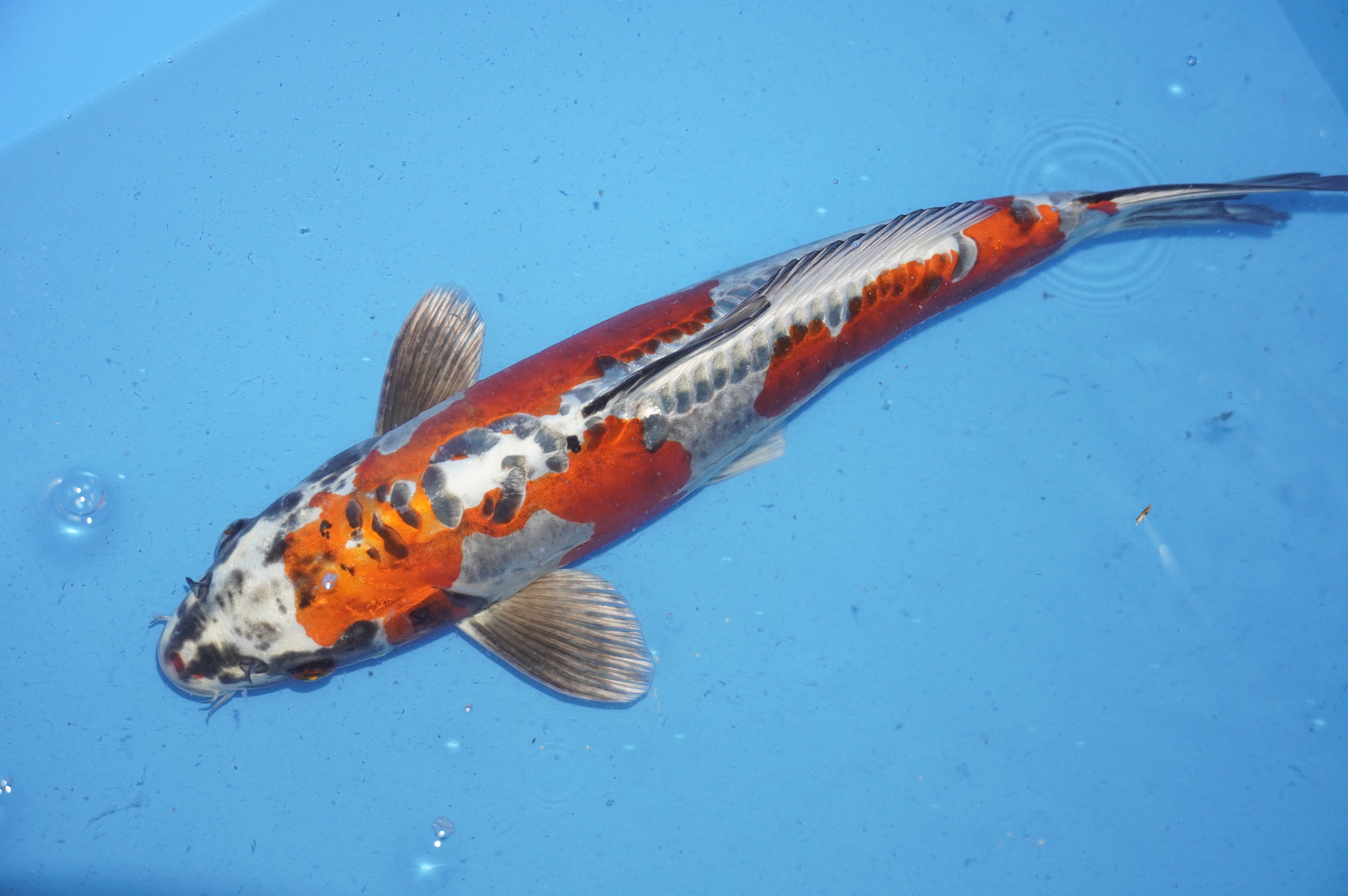 Beni Kikukuryo (40cm) von der Ozumi Ikarashi Koi Farm (Japan) IdentNr.: 9925