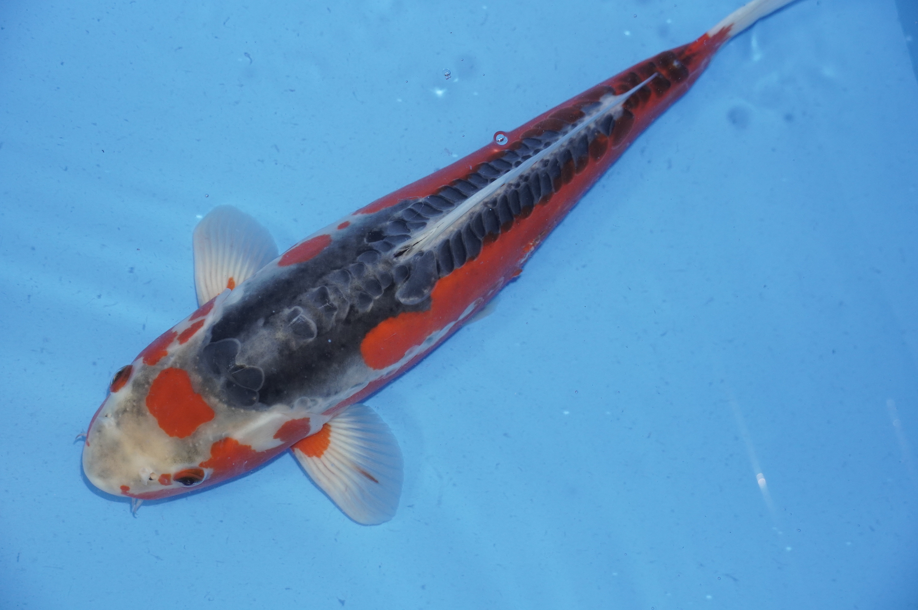 Shusui (43cm) von der Maruhiro Koi Farm (Japan) IdentNr.: 9589