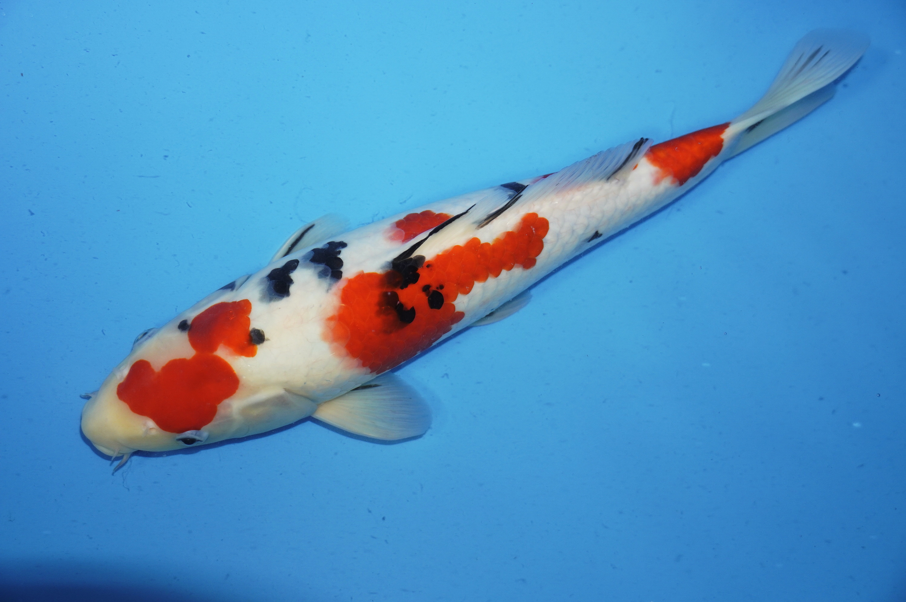 Sanke (38cm) von der Oofuchi Koi Farm (Japan) IdentNr.: 9477