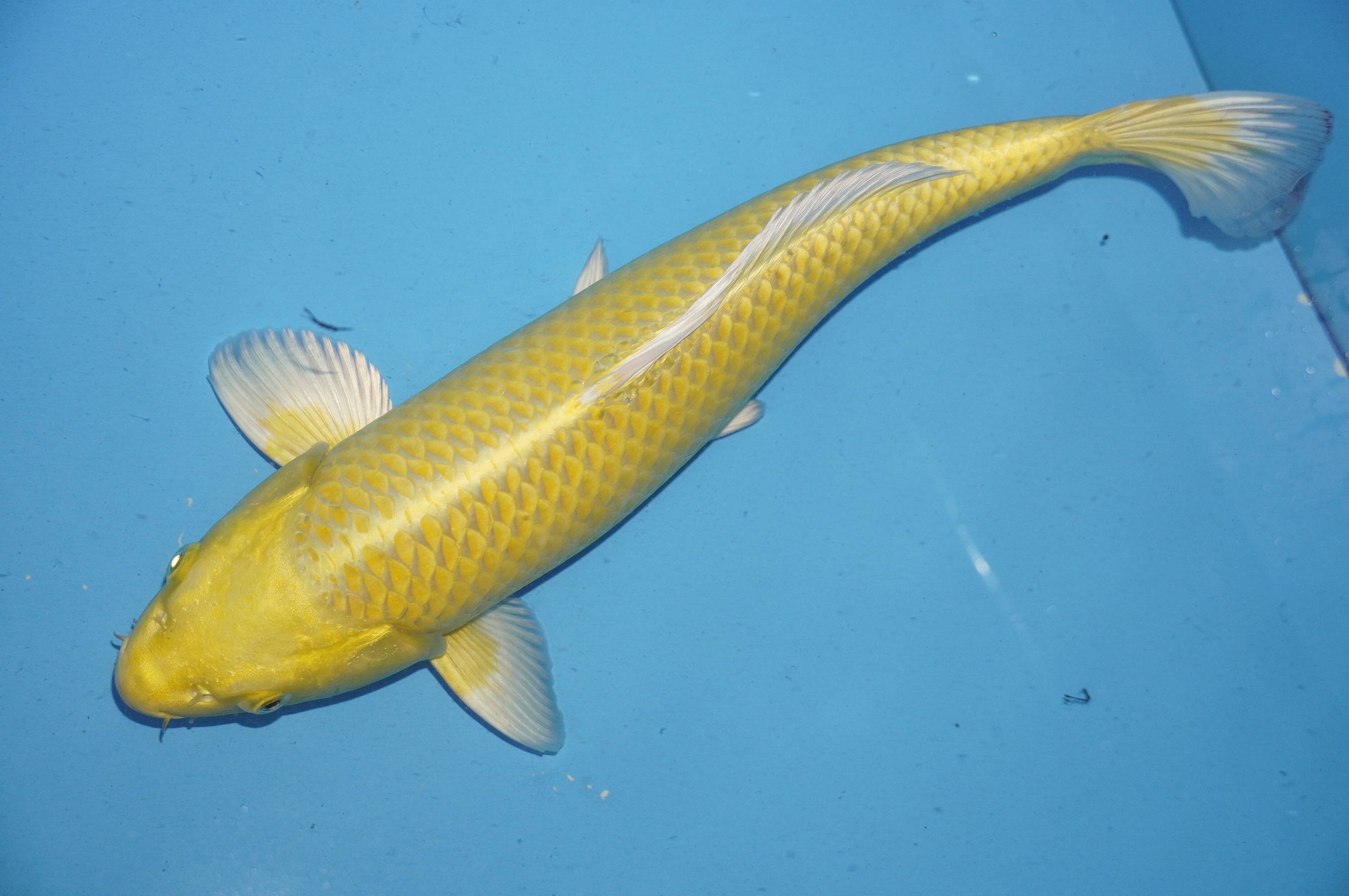 Yamabuki Ogon (36cm) von der Yamasan Koi Farm (Yamazaki) (Japan) IdentNr.: 10250