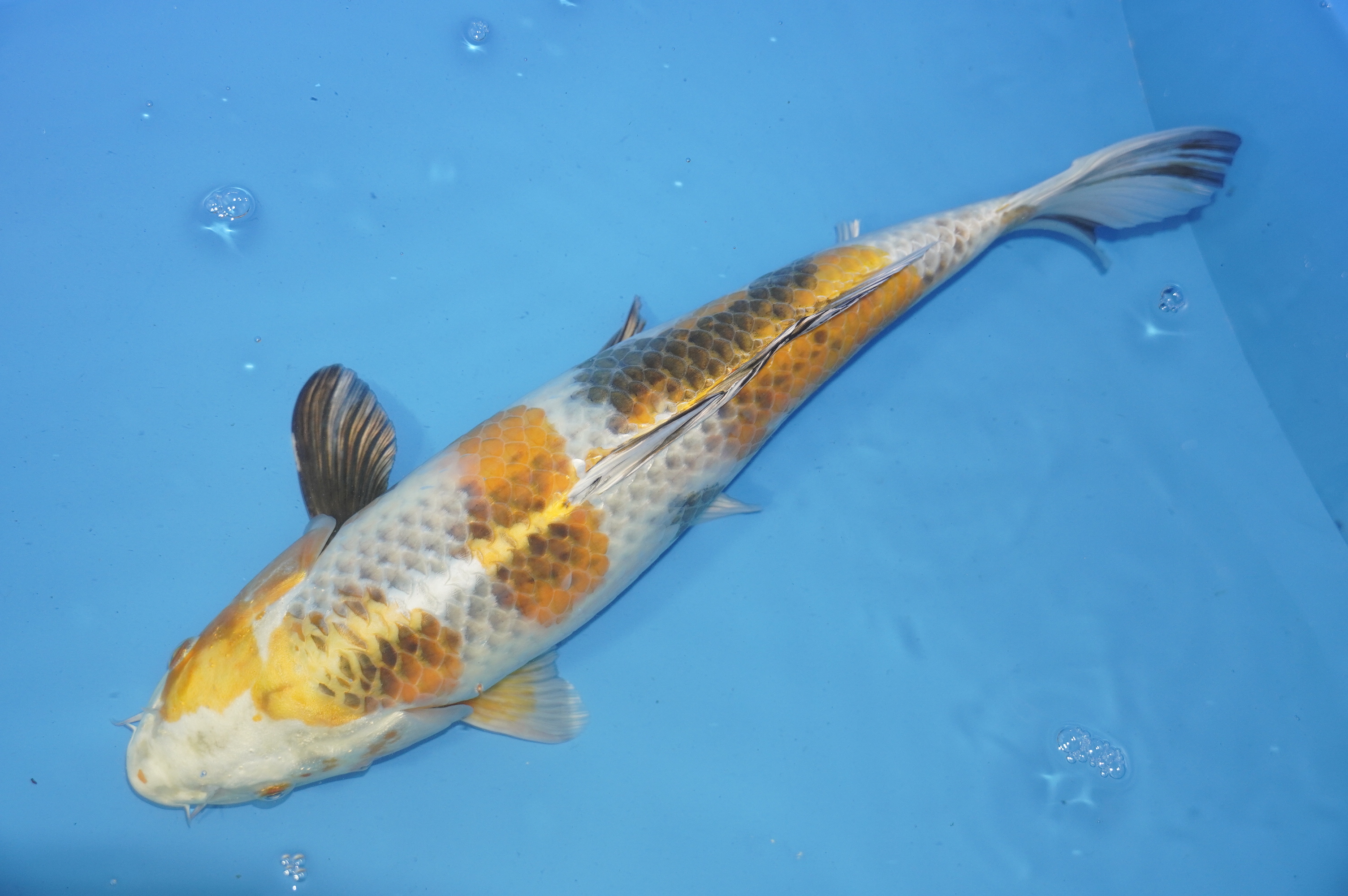 Kin Showa (43cm) von der Miyatora Koi Farm (Japan) IdentNr.: 9519