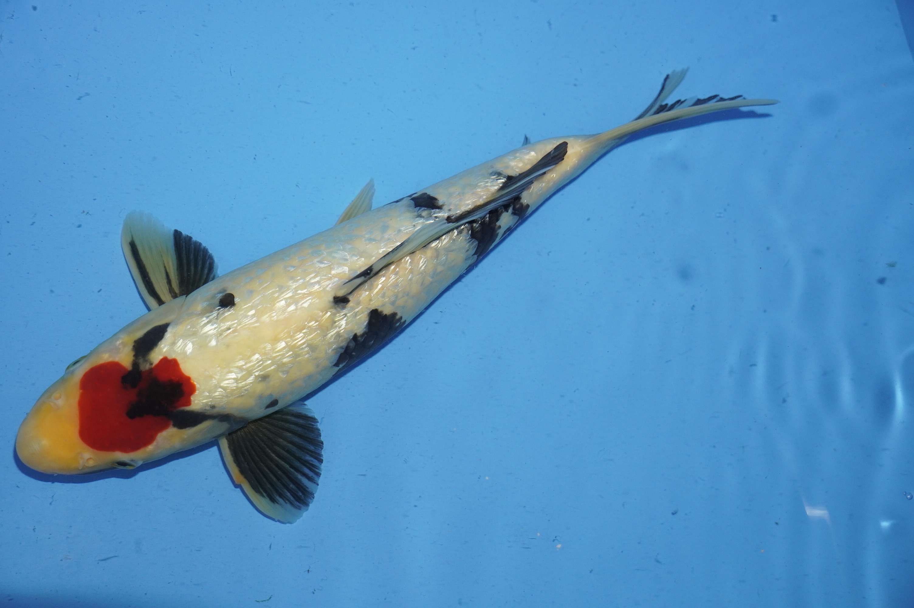 Gin Rin Tancho Showa (36cm) von der Koshiji Koi Farm (Kase) (Japan) IdentNr.: 9905