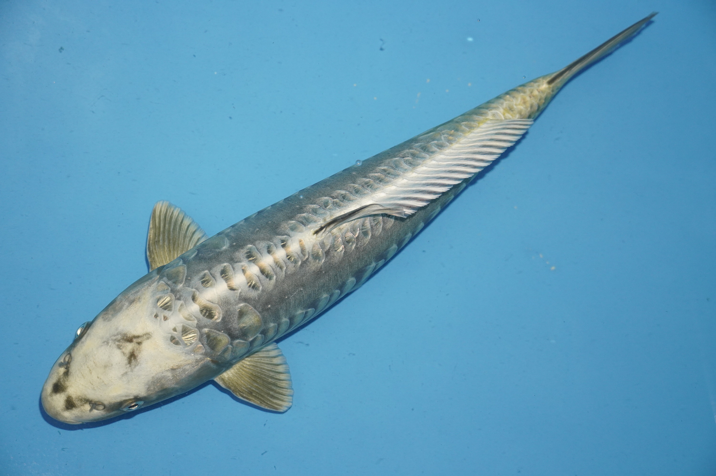 Doitsu Gin Rin Ginga (40cm) von der Yamasan Koi Farm (Yamazaki) (Japan) IdentNr.: 10256