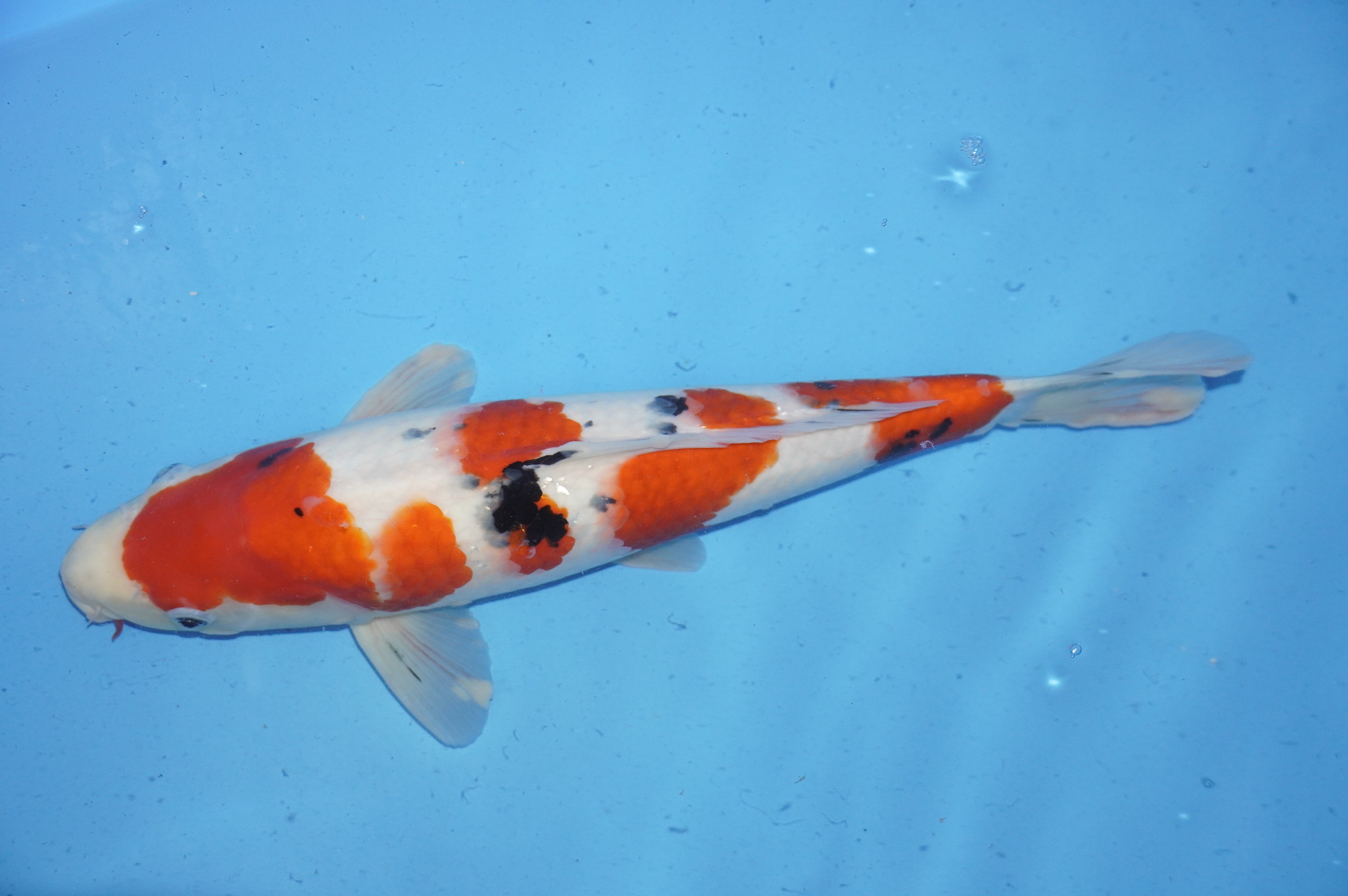 Sanke (41cm) von der Marusho Koi Farm (Japan) IdentNr.: 10024